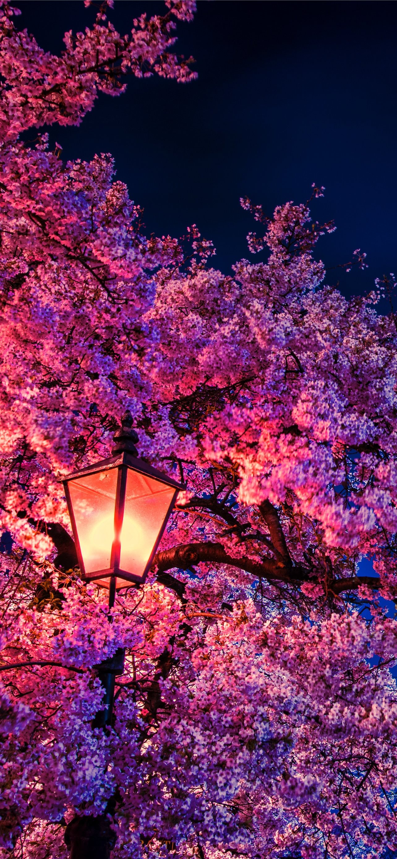 Cherry Blossom iPhone Wallpapers Wallpaper Cave