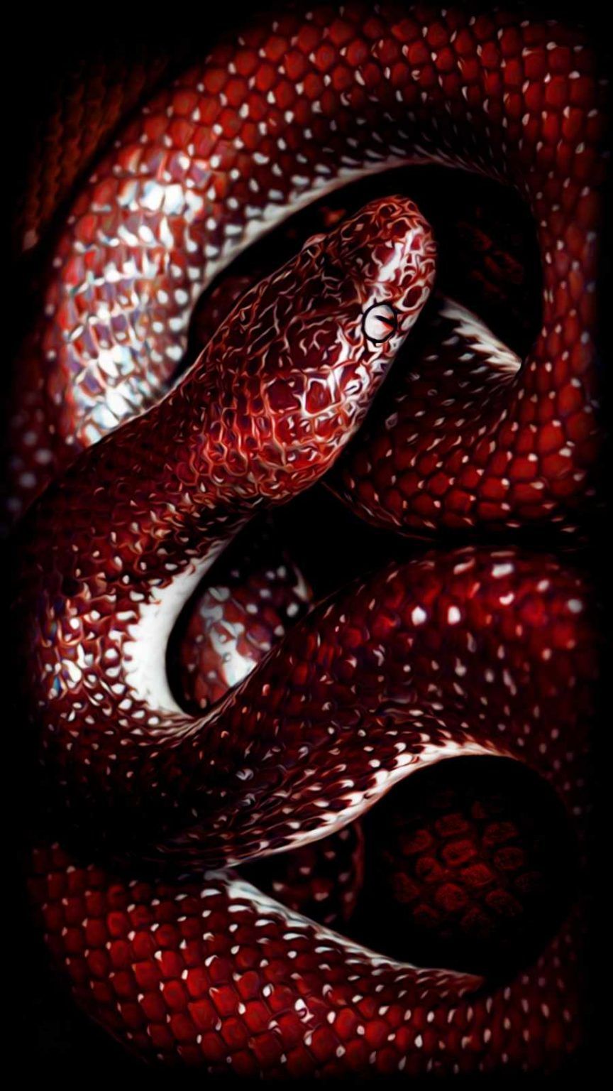 Snake Art iPhone Wallpapers Wallpaper Cave