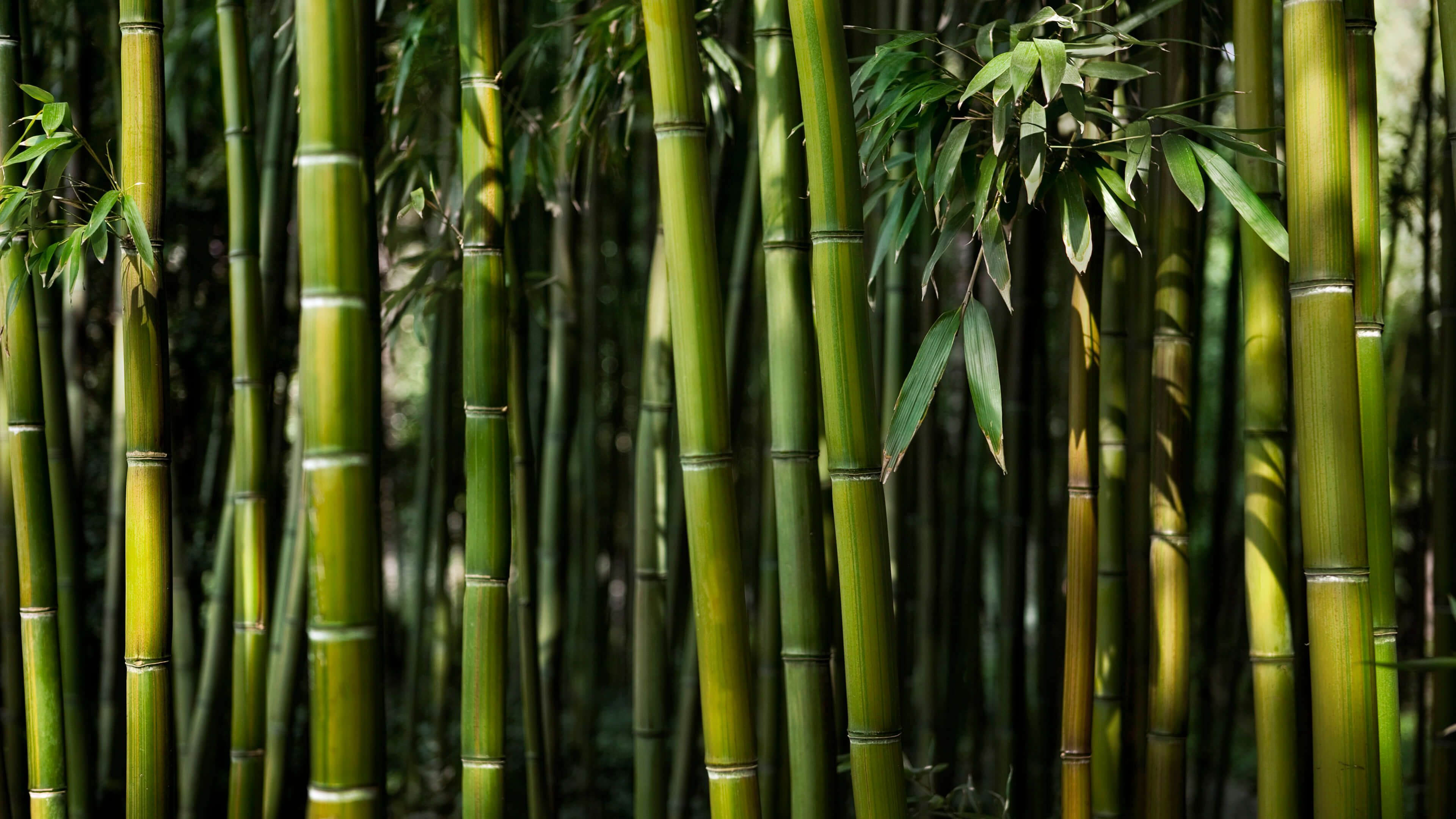Bamboo Tree Wallpapers Wallpaper Cave
