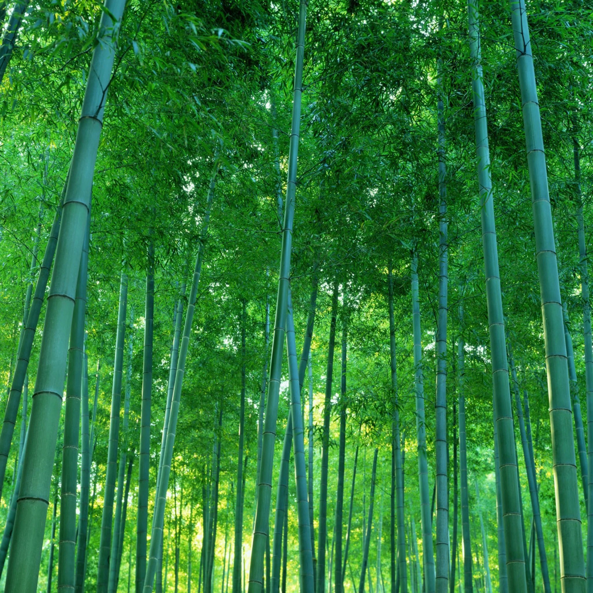 Bamboo Tree Wallpapers Wallpaper Cave