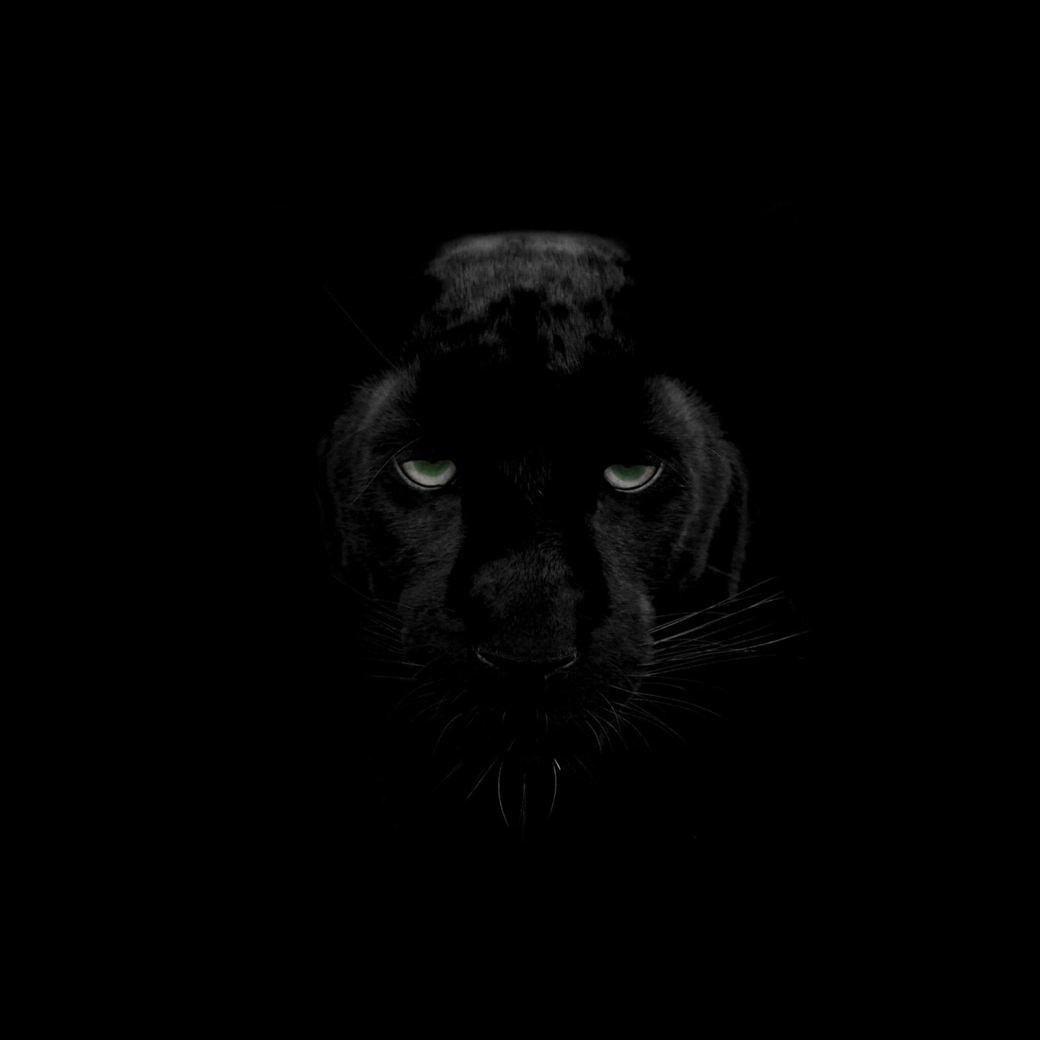 Panther Eyes Wallpapers Wallpaper Cave