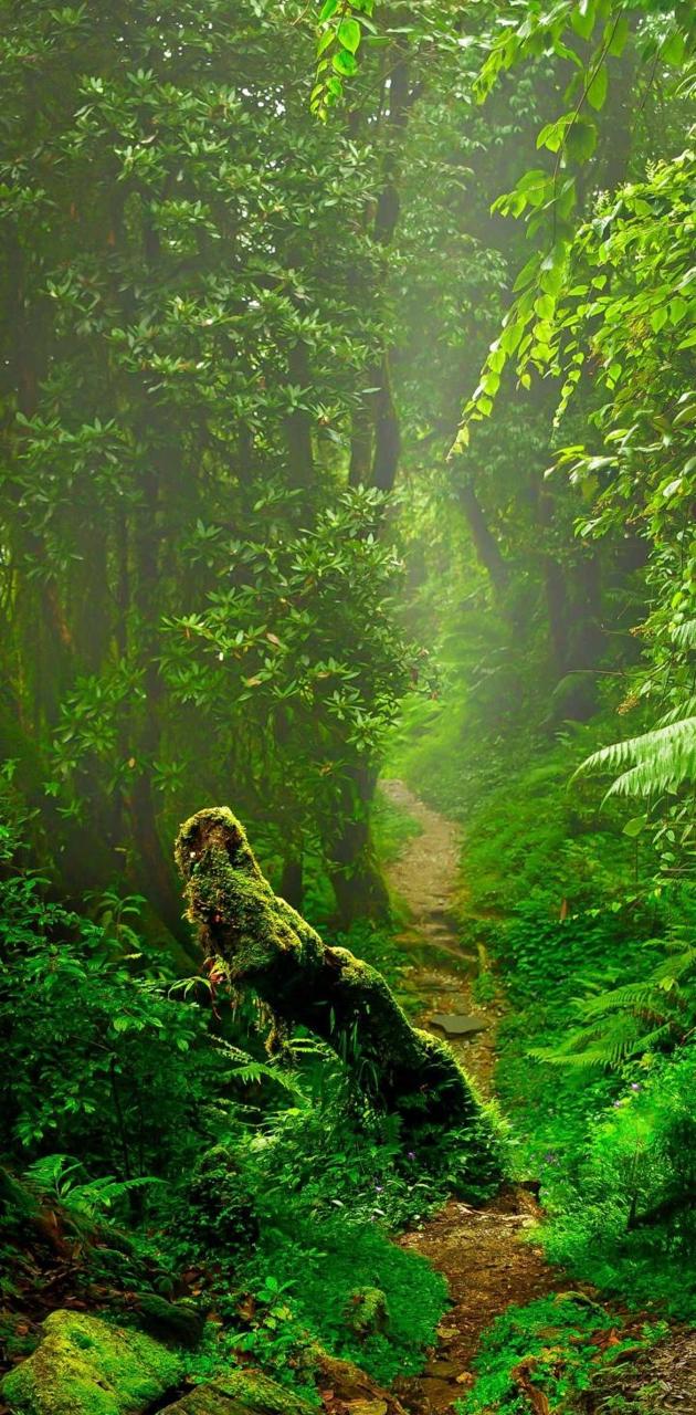 Green Jungle Wallpapers Wallpaper Cave