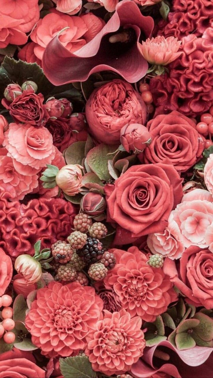 Salmon Pink Wallpapers Wallpaper Cave