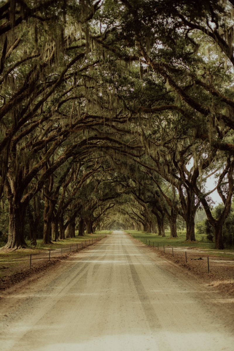 Savannah Wallpapers Wallpaper Cave