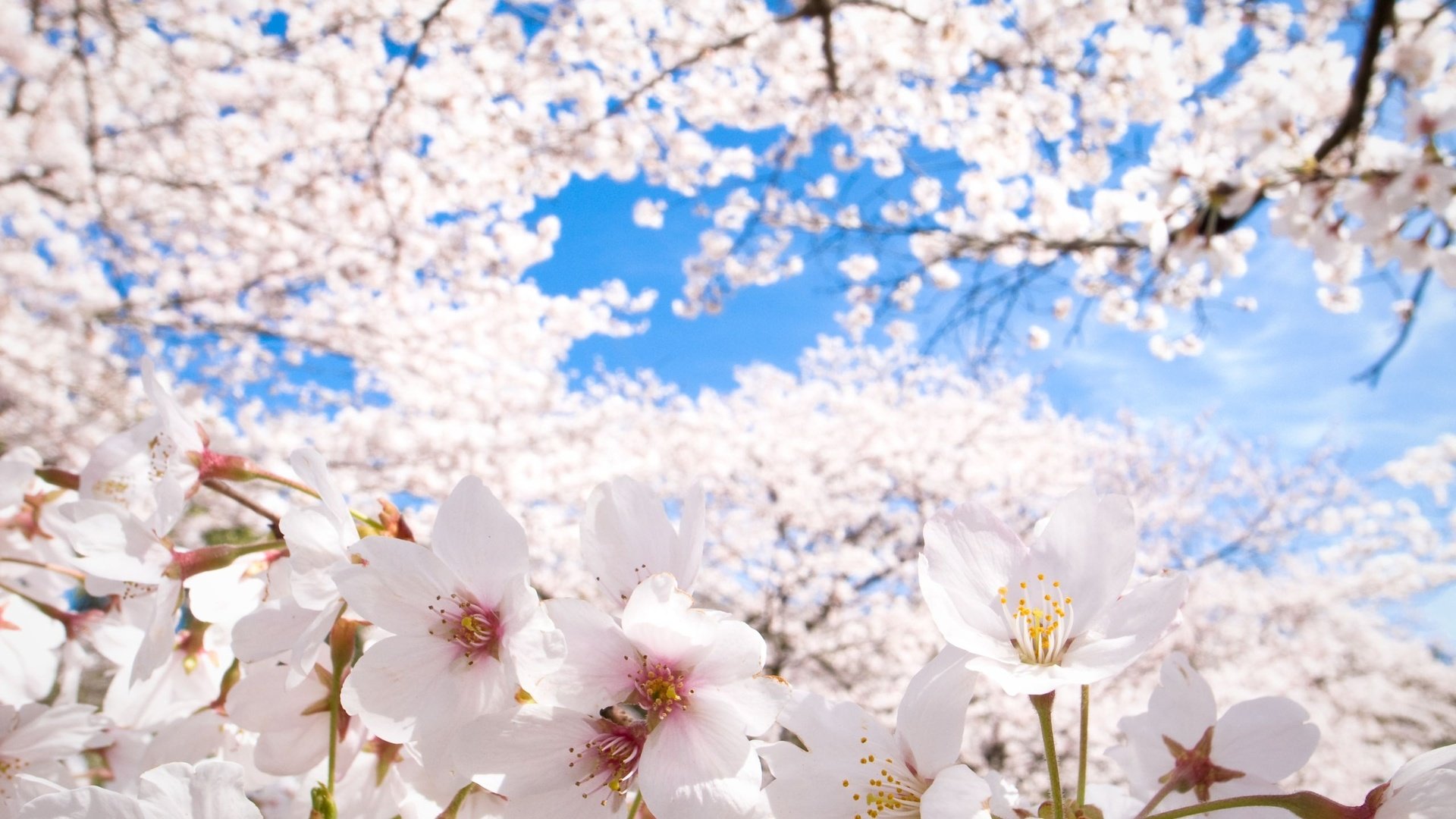 White Cherry Blossom Wallpapers Wallpaper Cave