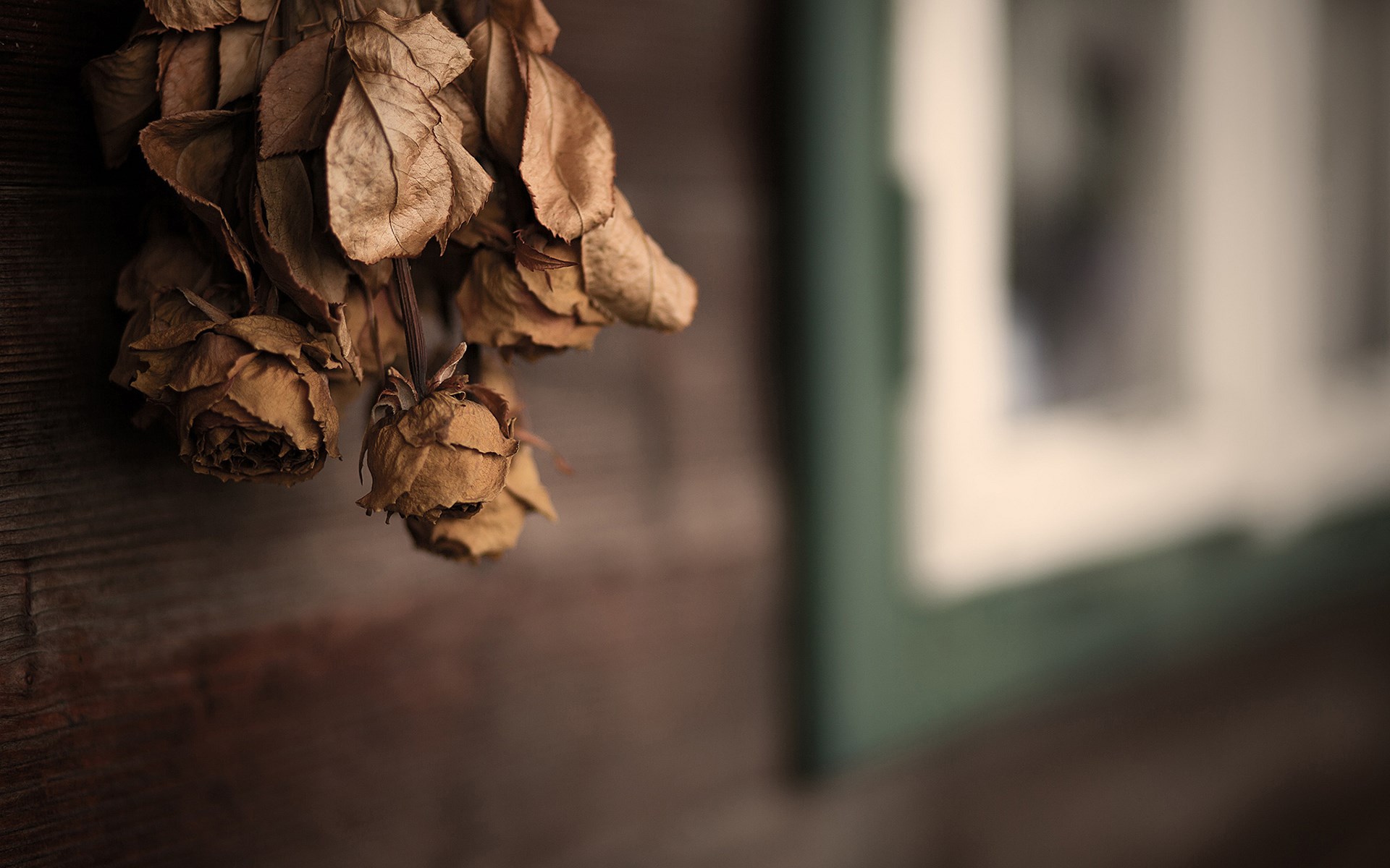 Dry Flowers Wallpapers Wallpaper Cave