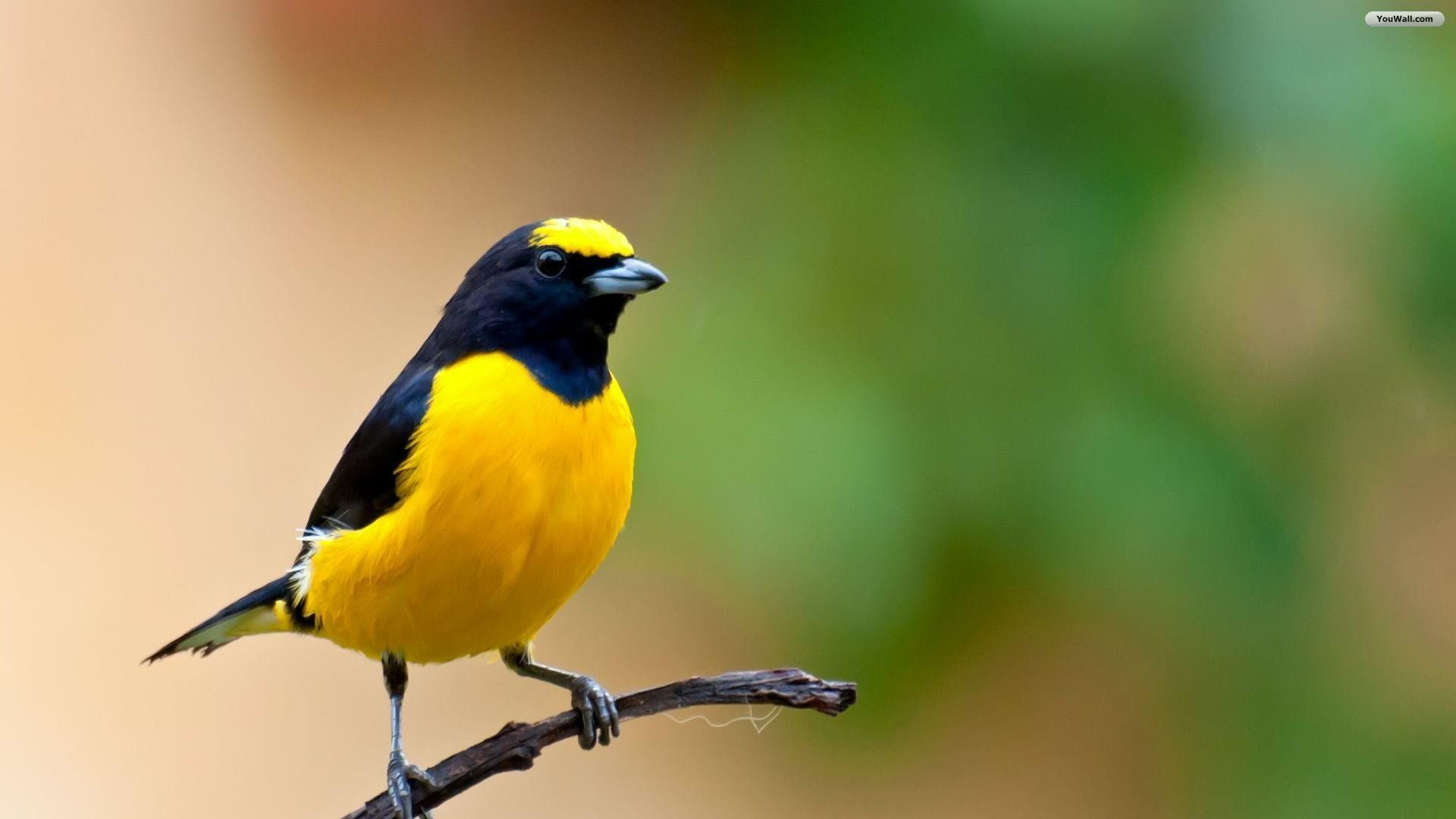 Yellow Birds Wallpapers Wallpaper Cave