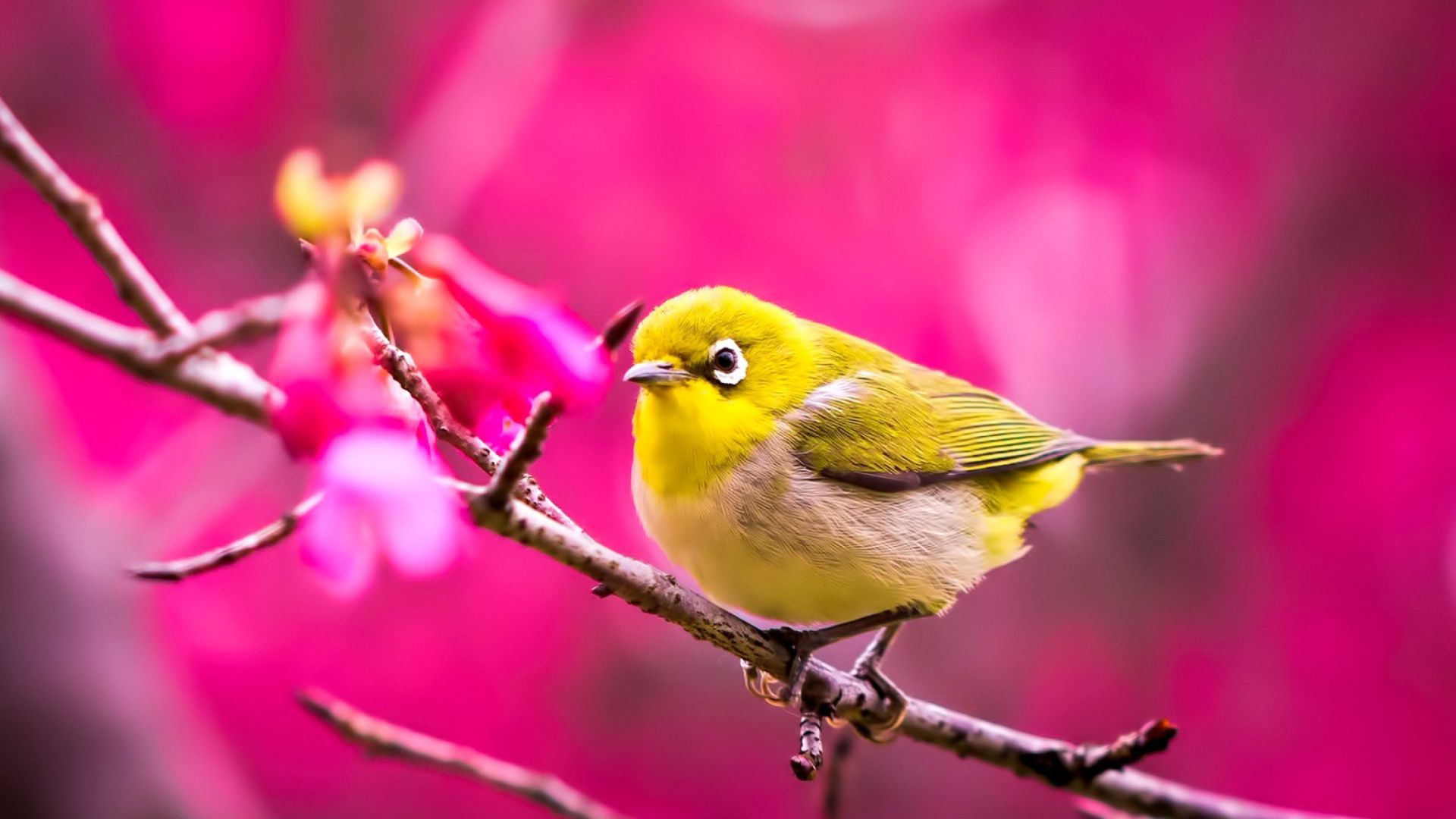 Yellow Birds Wallpapers Wallpaper Cave