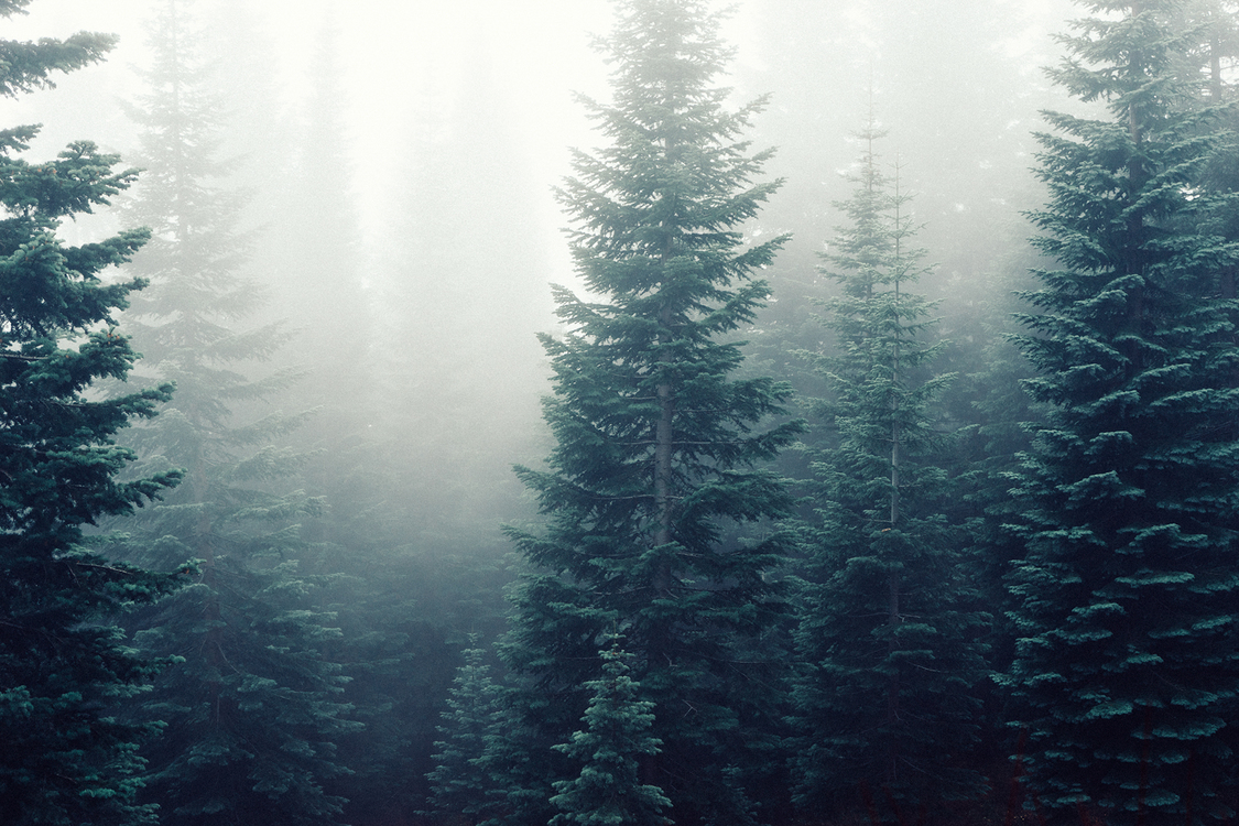 Evergreen Forest Wallpapers Wallpaper Cave