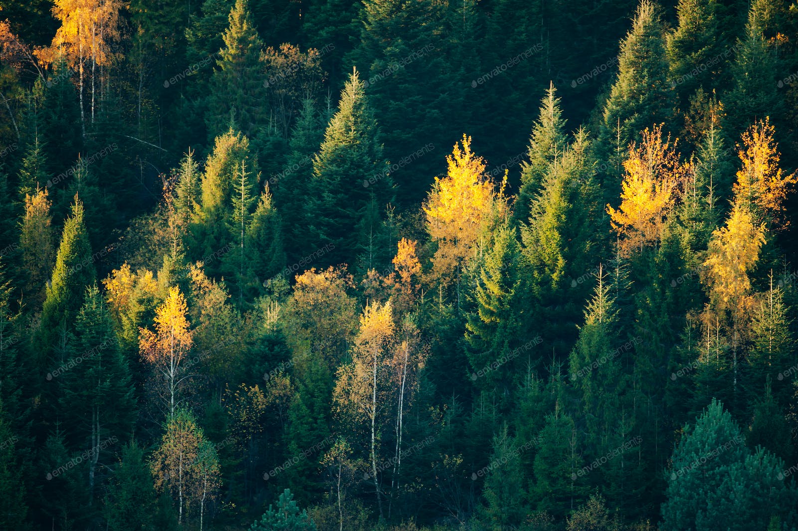 Evergreen Forest Wallpapers Wallpaper Cave