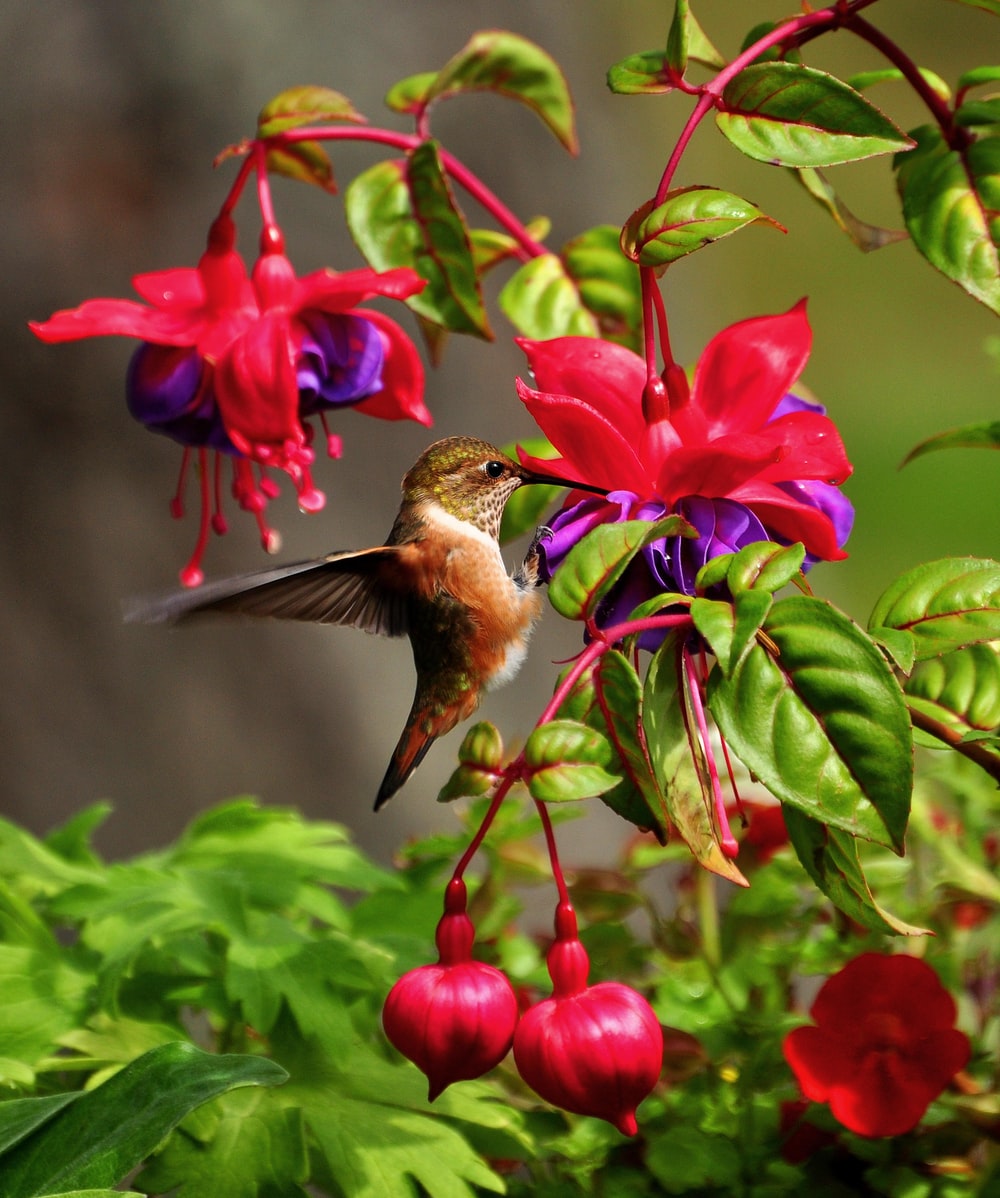 Lovely Birds And Flowers Wallpapers Wallpaper Cave