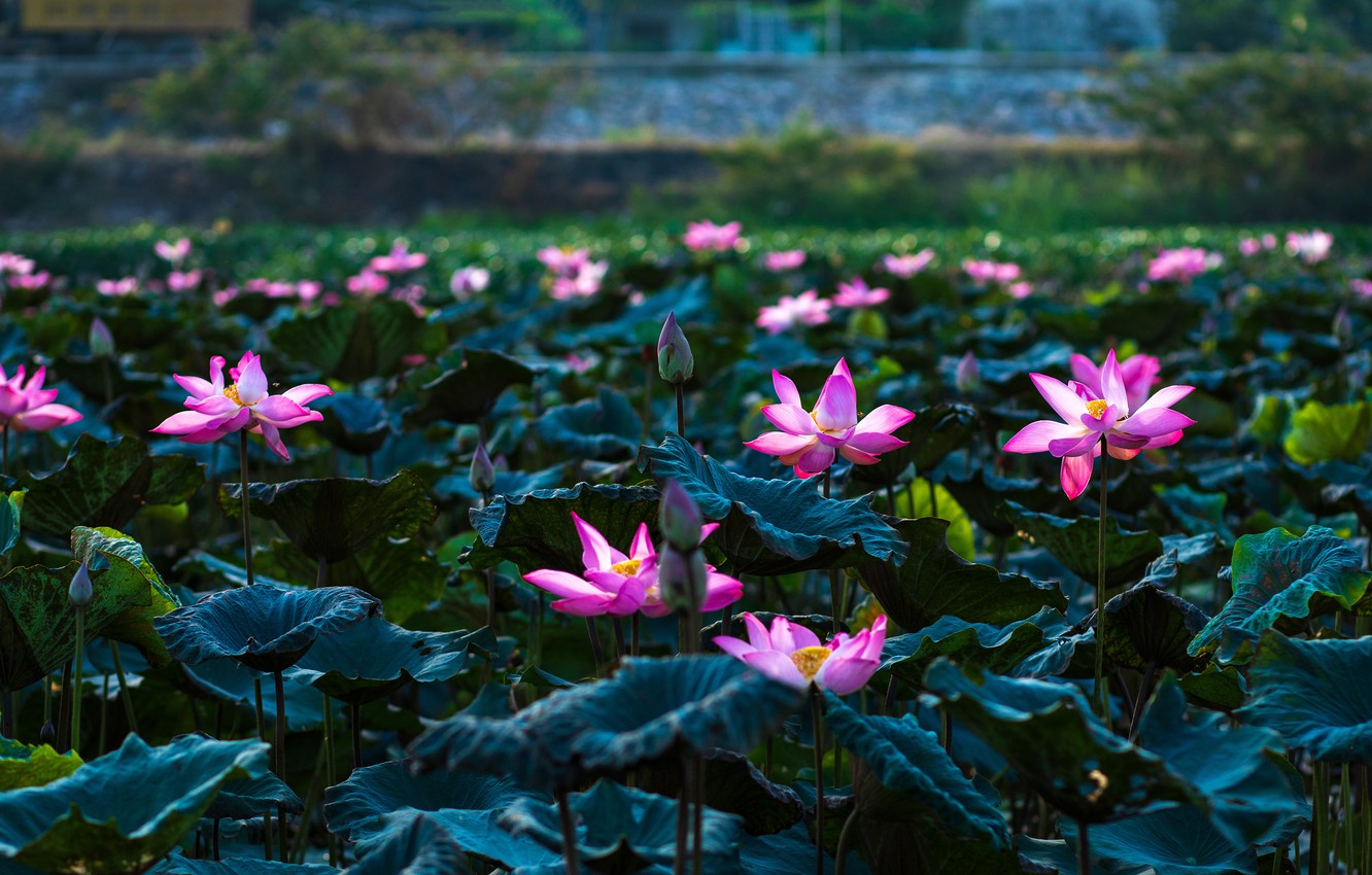 Lotus Pond Wallpapers Wallpaper Cave