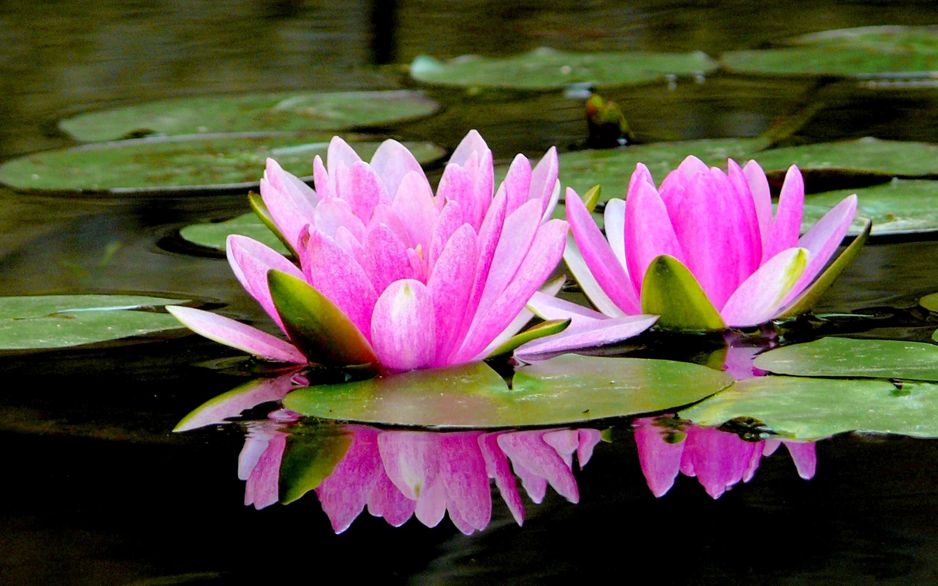 Lotus Pond Wallpapers Wallpaper Cave