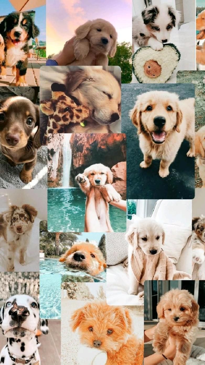 Dog Collages Wallpapers Wallpaper Cave