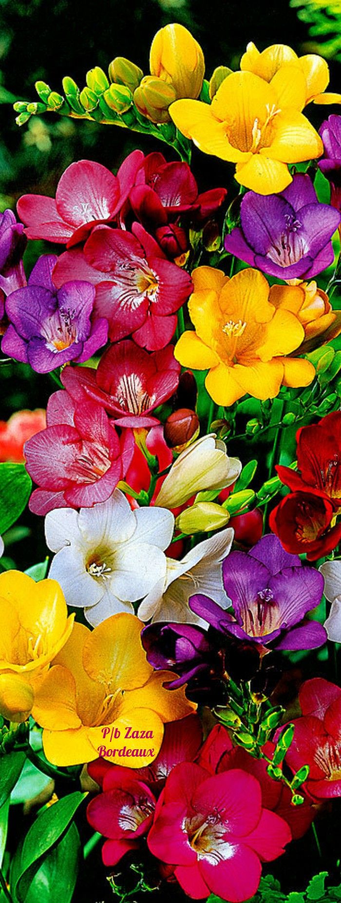 Mixed Flowers Wallpapers Wallpaper Cave