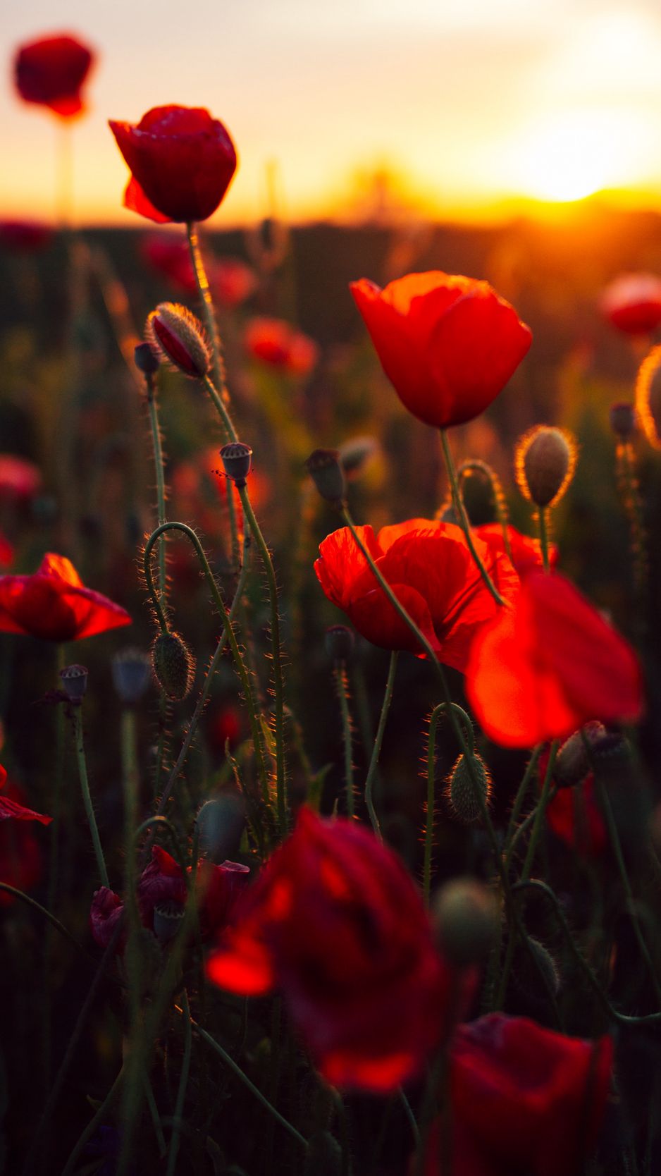 Flowers At Sunset Wallpapers Wallpaper Cave