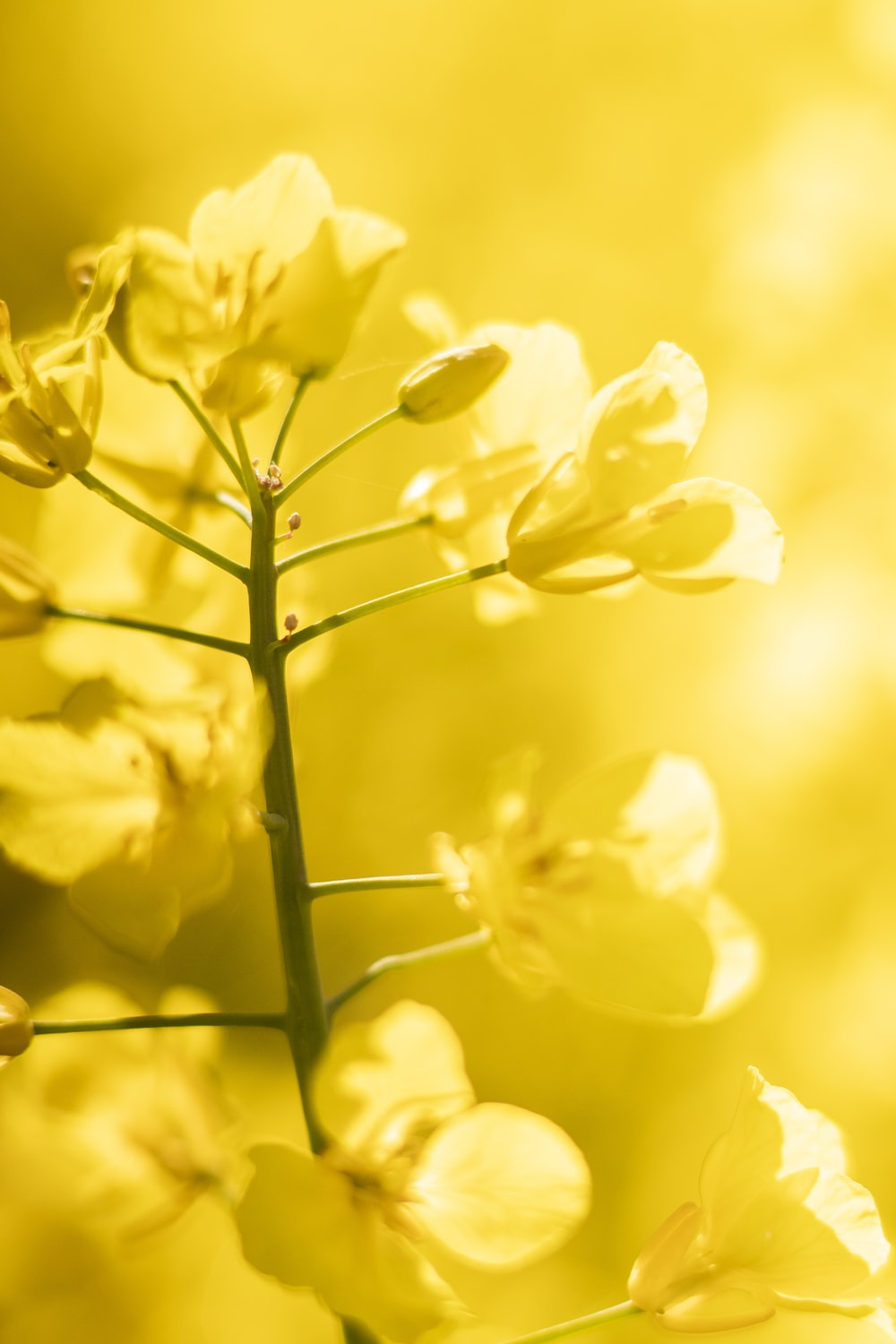 Blooming Yellow Wallpapers Wallpaper Cave