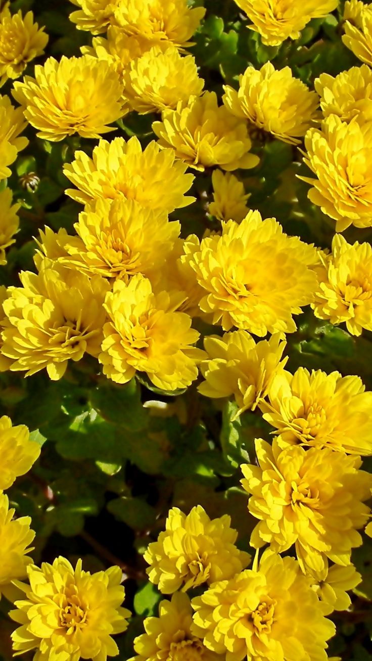 Blooming Yellow Wallpapers Wallpaper Cave