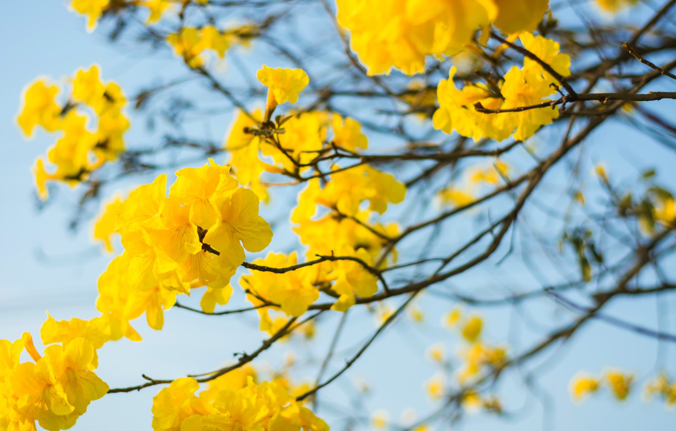 Yellow Spring Flower Backgrounds