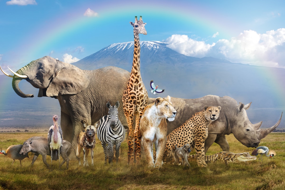 Endangered Species Wallpapers Wallpaper Cave