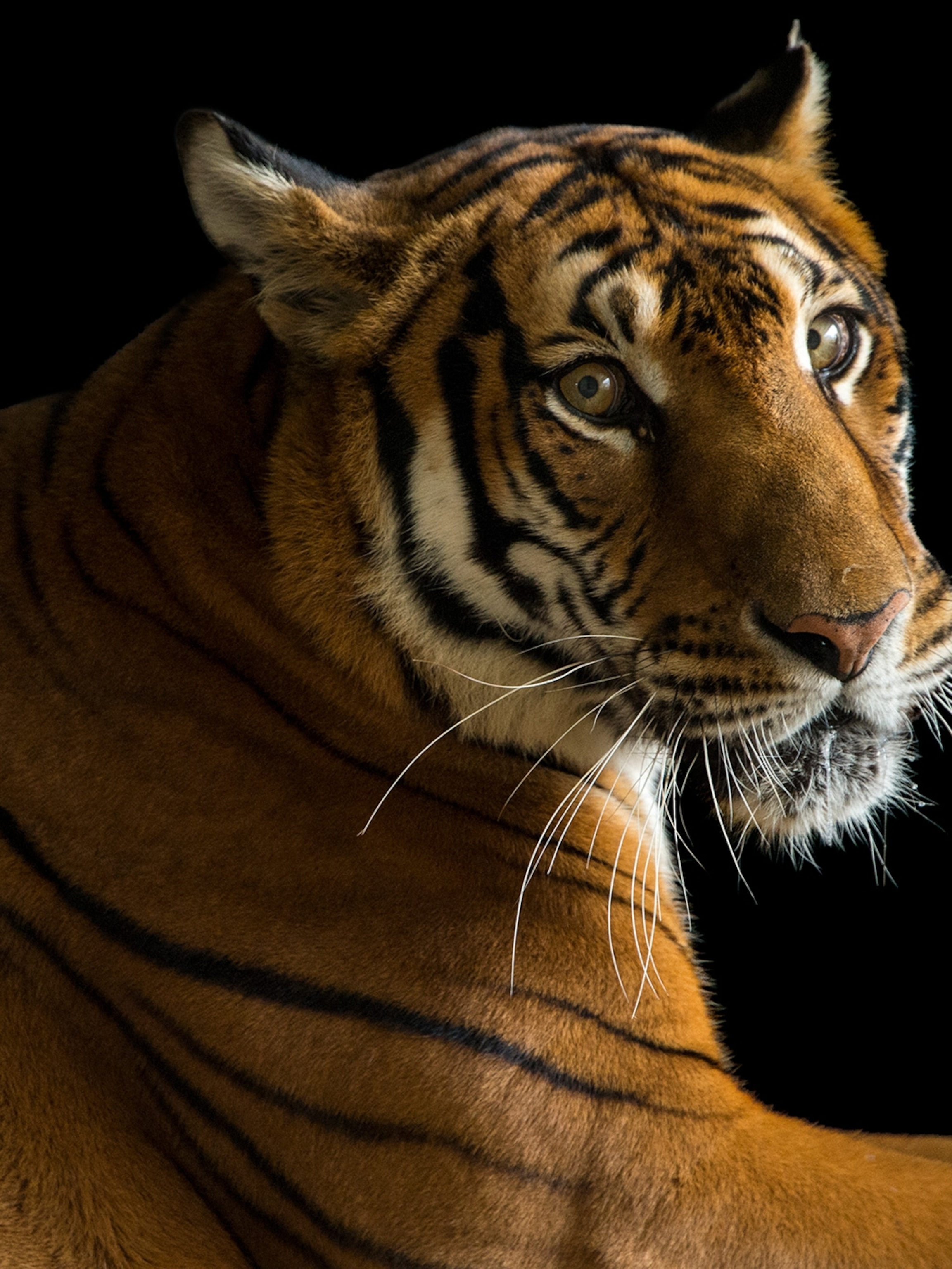 Endangered Species Wallpapers Wallpaper Cave