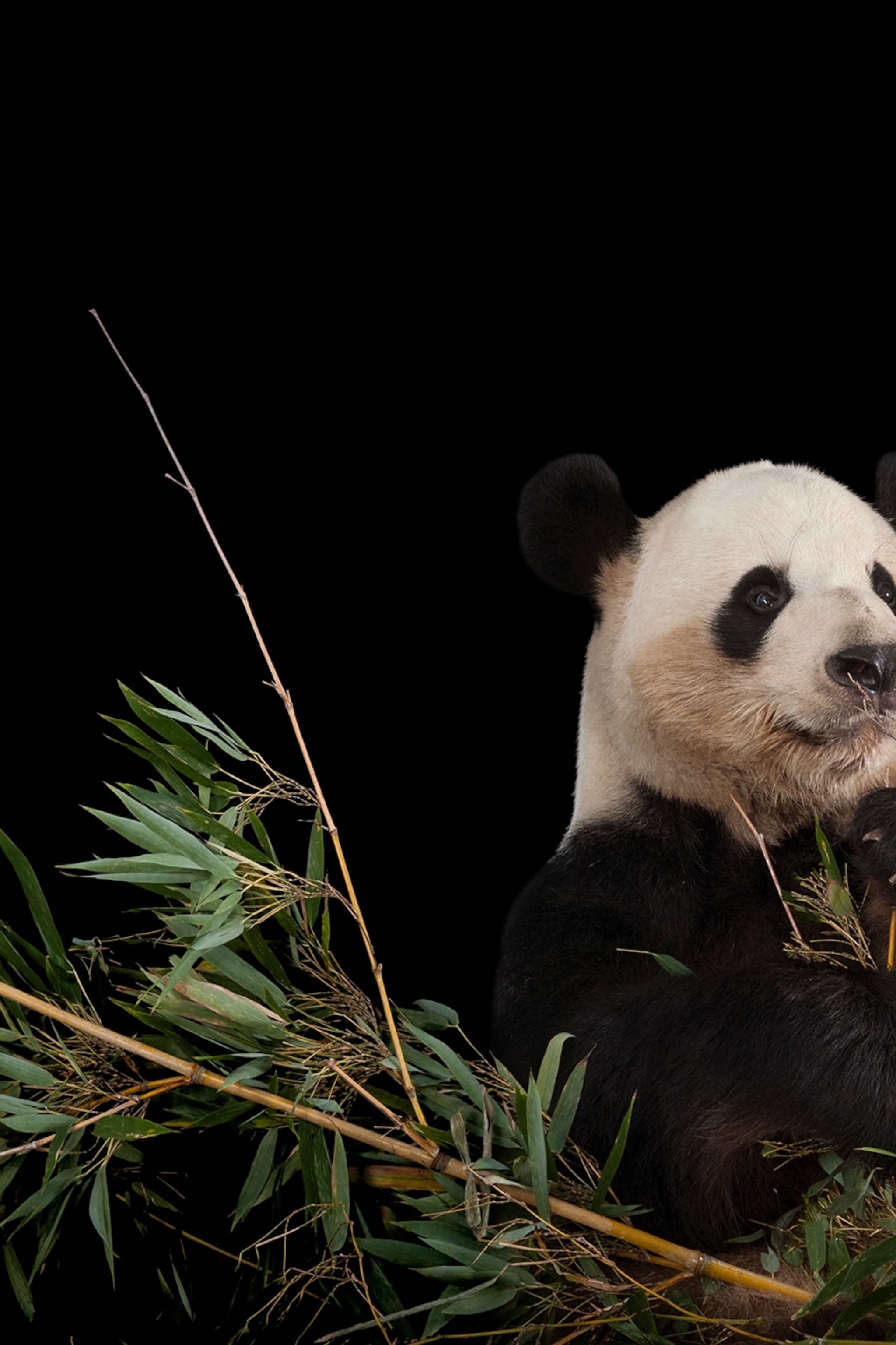 Endangered Species Wallpapers Wallpaper Cave