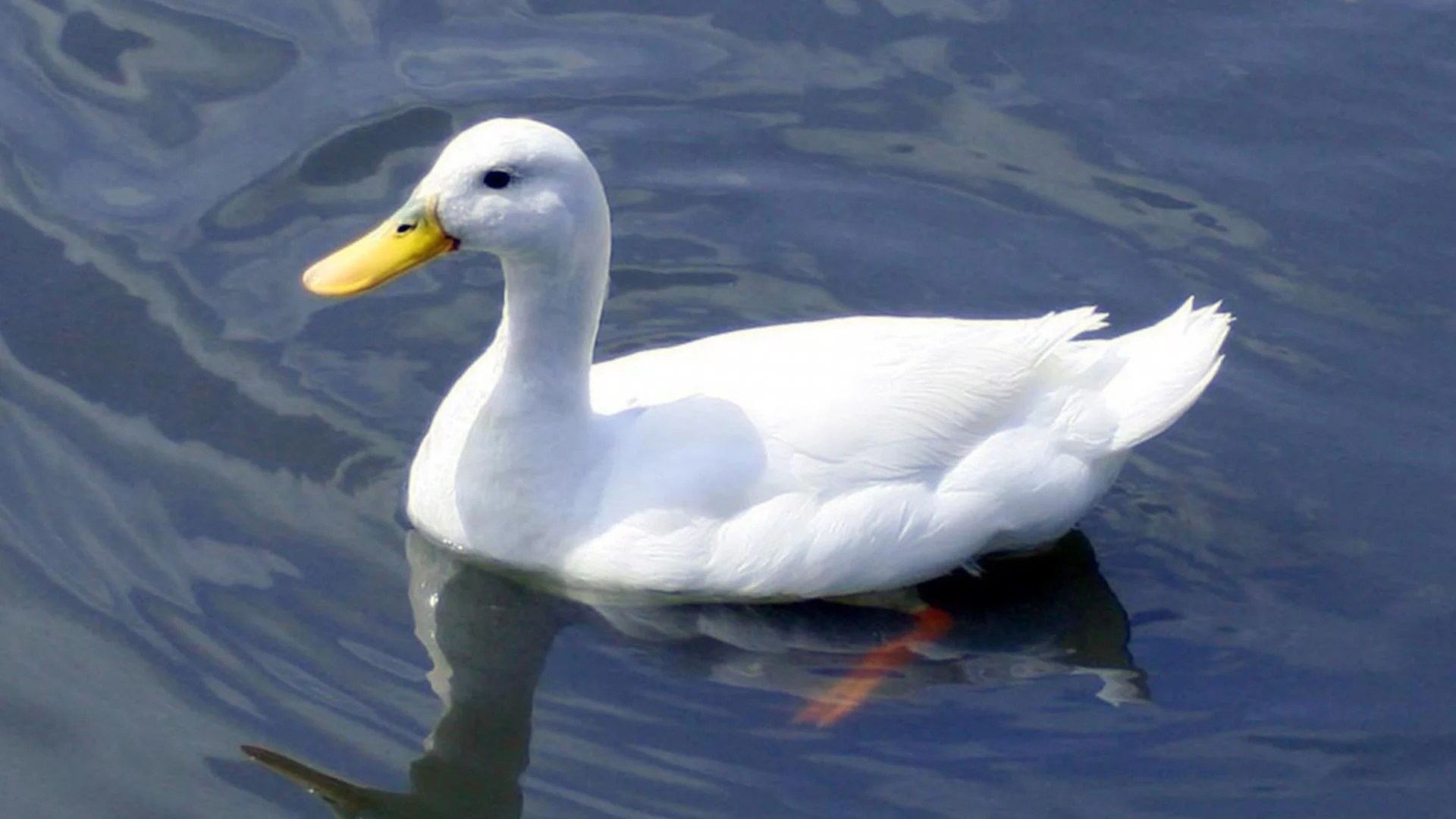 White Duck Wallpapers Wallpaper Cave
