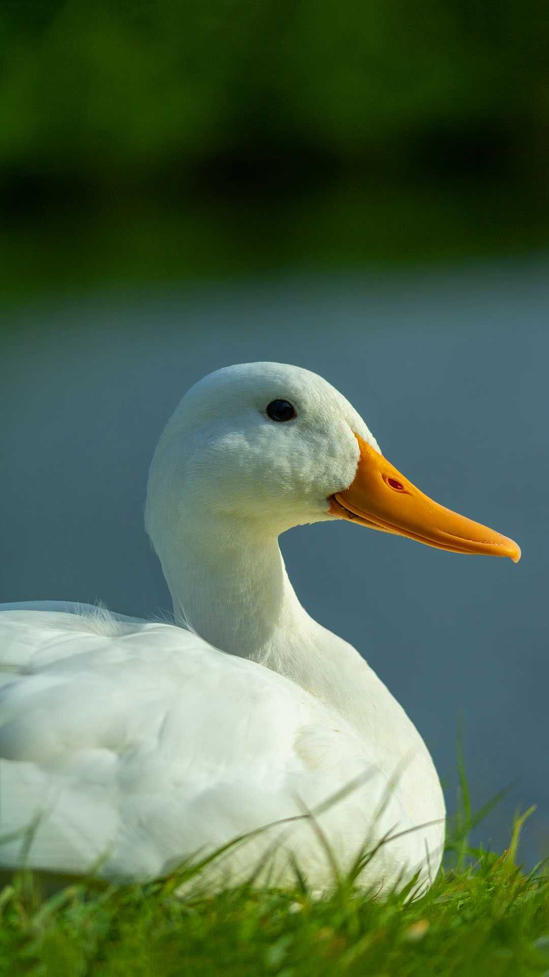 White Duck Wallpaper