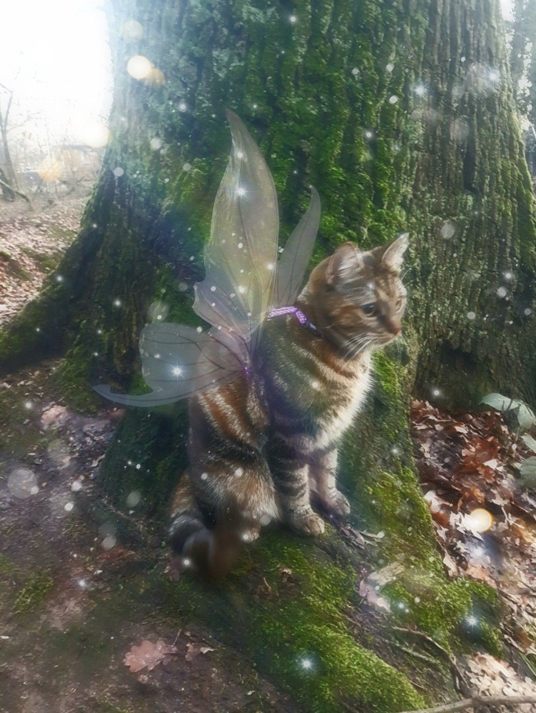 Fairy Cat Wallpapers Wallpaper Cave