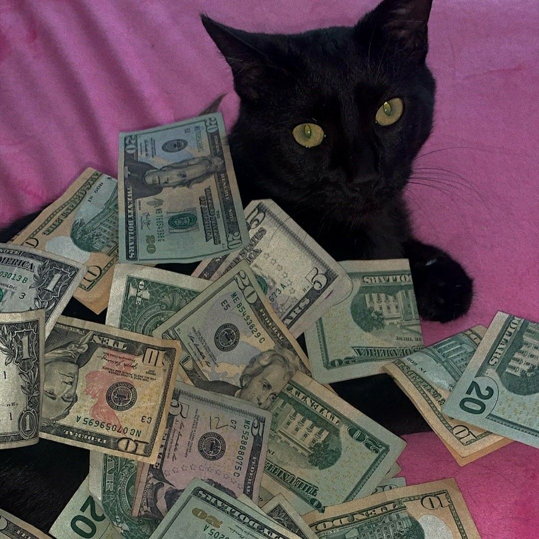 Cats With Money Wallpapers Wallpaper Cave