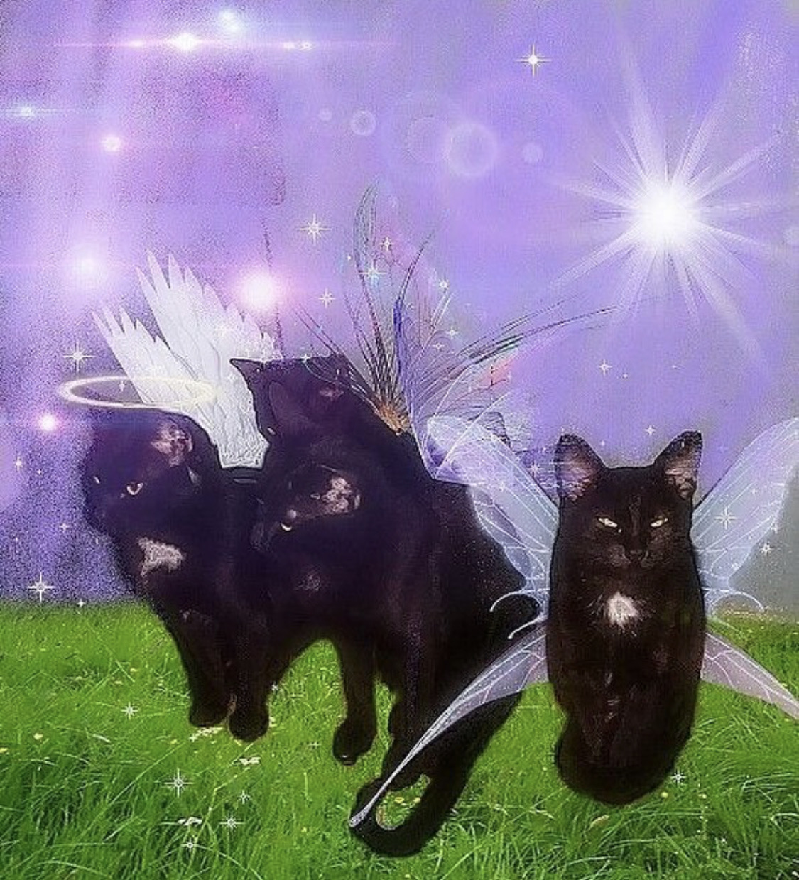 Y2k Cat Wallpapers Wallpaper Cave