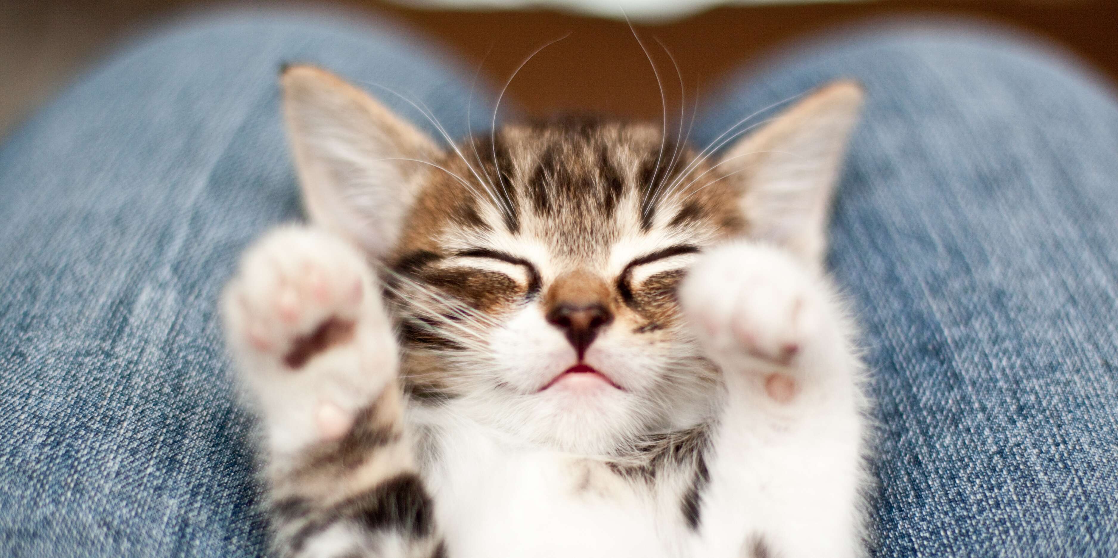 Hands Up Kitten Wallpapers Wallpaper Cave