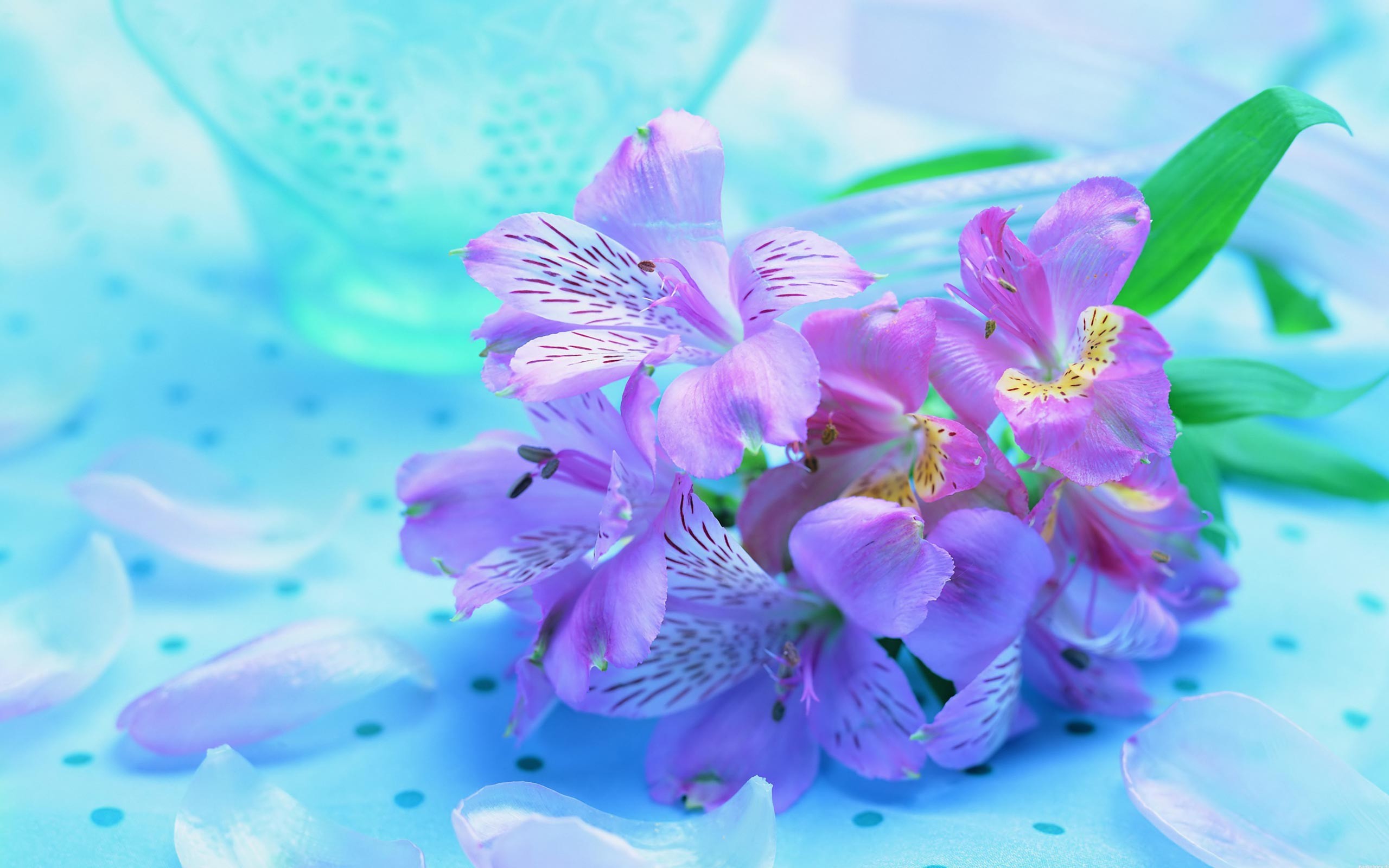 Purple Spring Flowers Wallpapers Wallpaper Cave