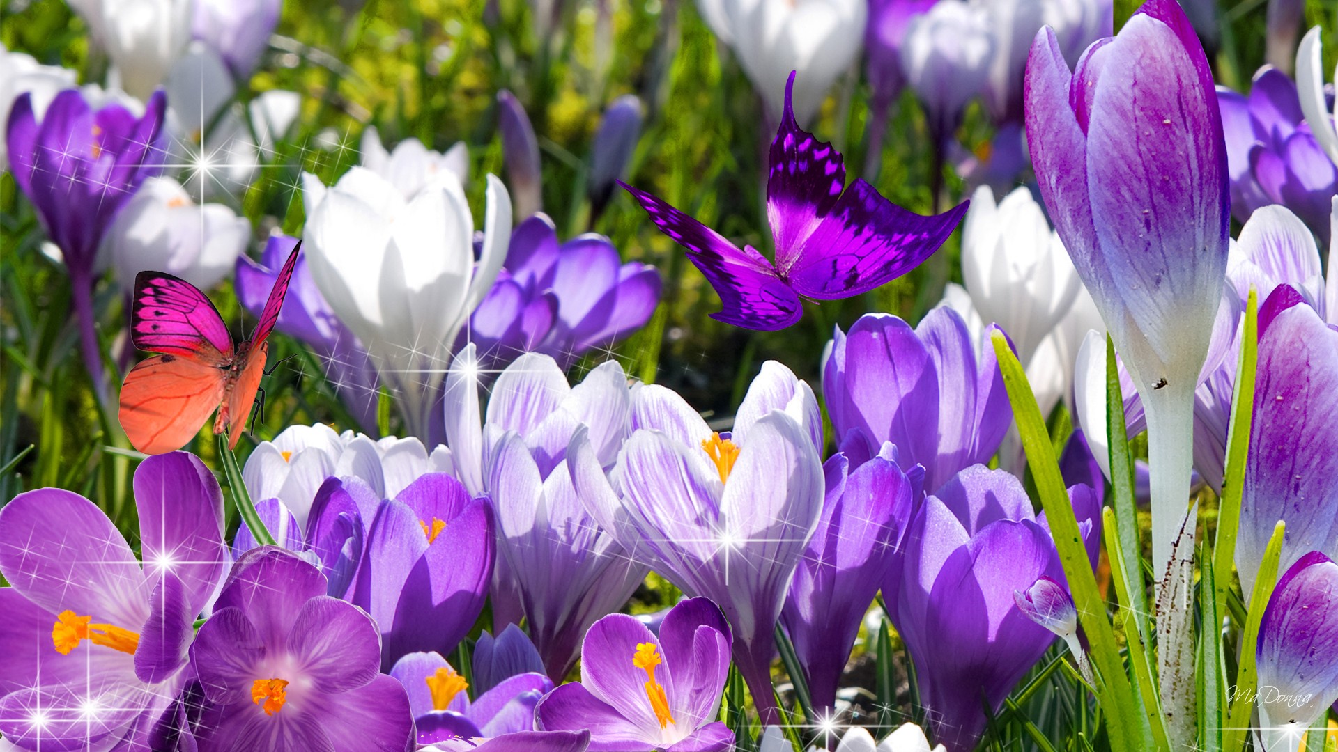 Purple Spring Flowers Wallpapers Wallpaper Cave