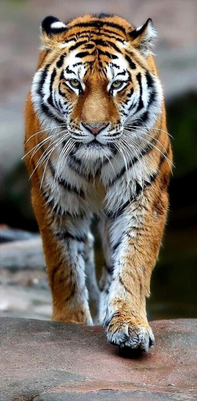 Siberian Tiger Phone Wallpapers Wallpaper Cave