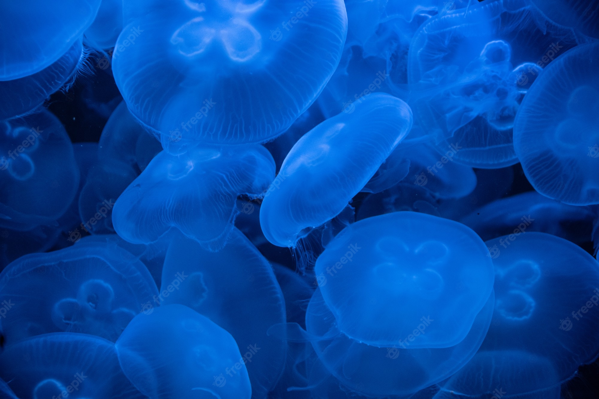 Moon Jellyfish Wallpapers Wallpaper Cave
