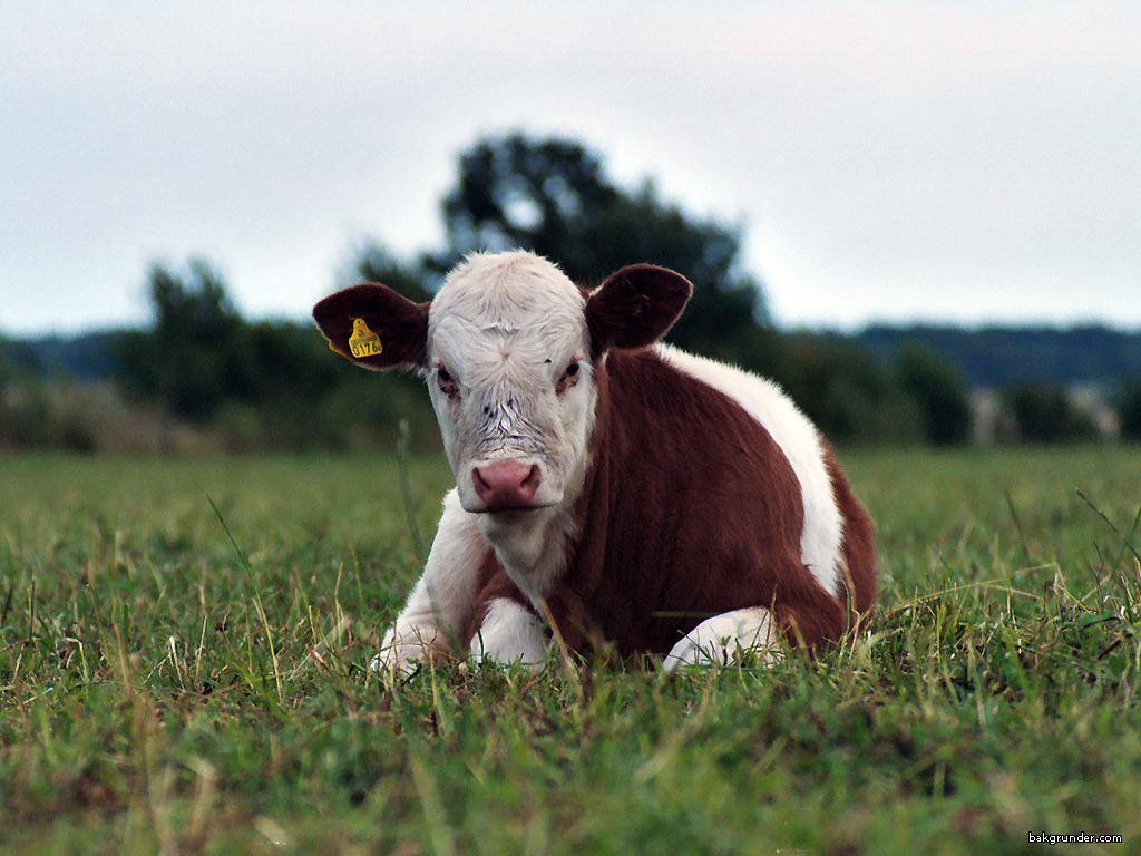 Cute Farm Animals Wallpapers Wallpaper Cave