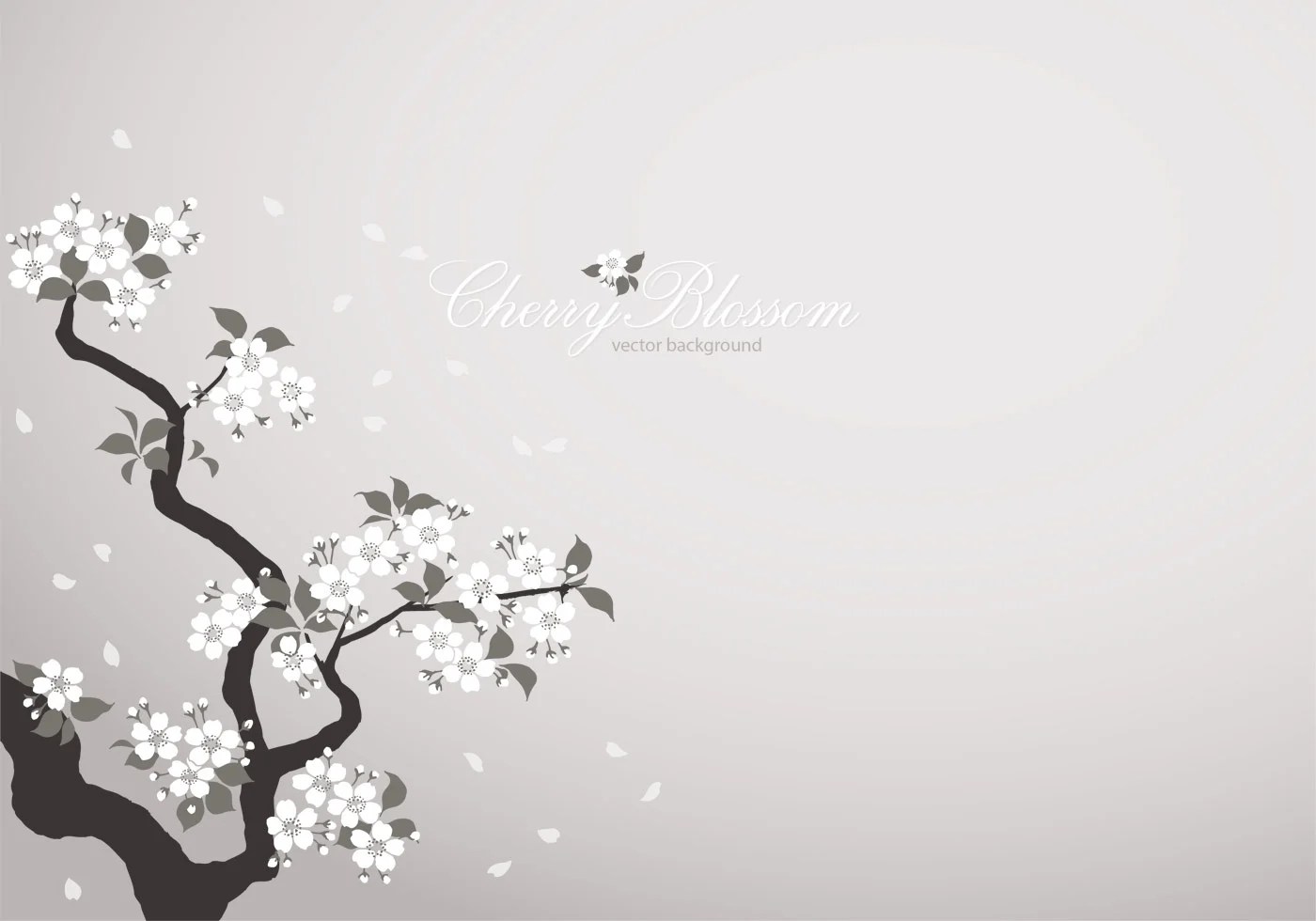 Sakura White Wallpapers Wallpaper Cave