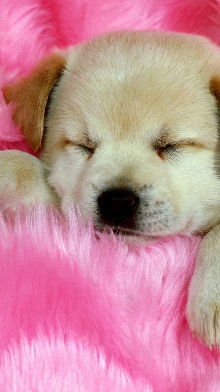 Really Cute Dogs Wallpapers Wallpaper Cave