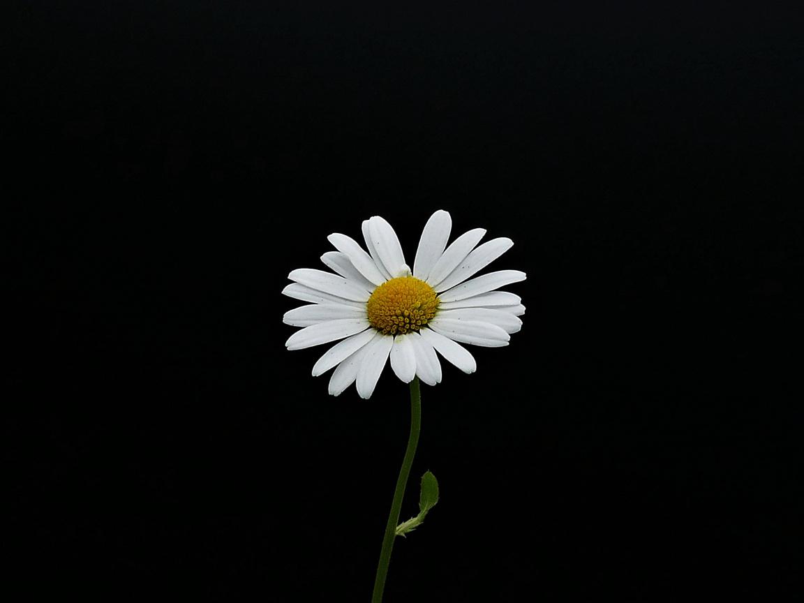 Daisy Flowers Wallpapers Wallpaper Cave