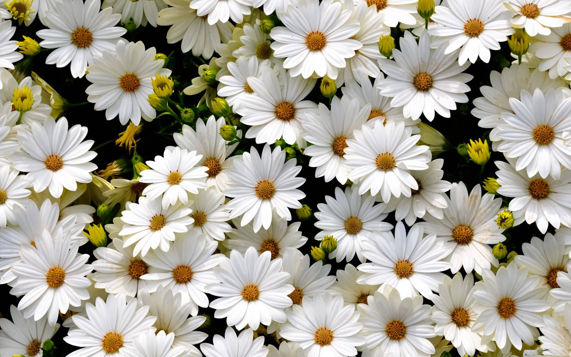 Daisy Flowers Wallpapers Wallpaper Cave