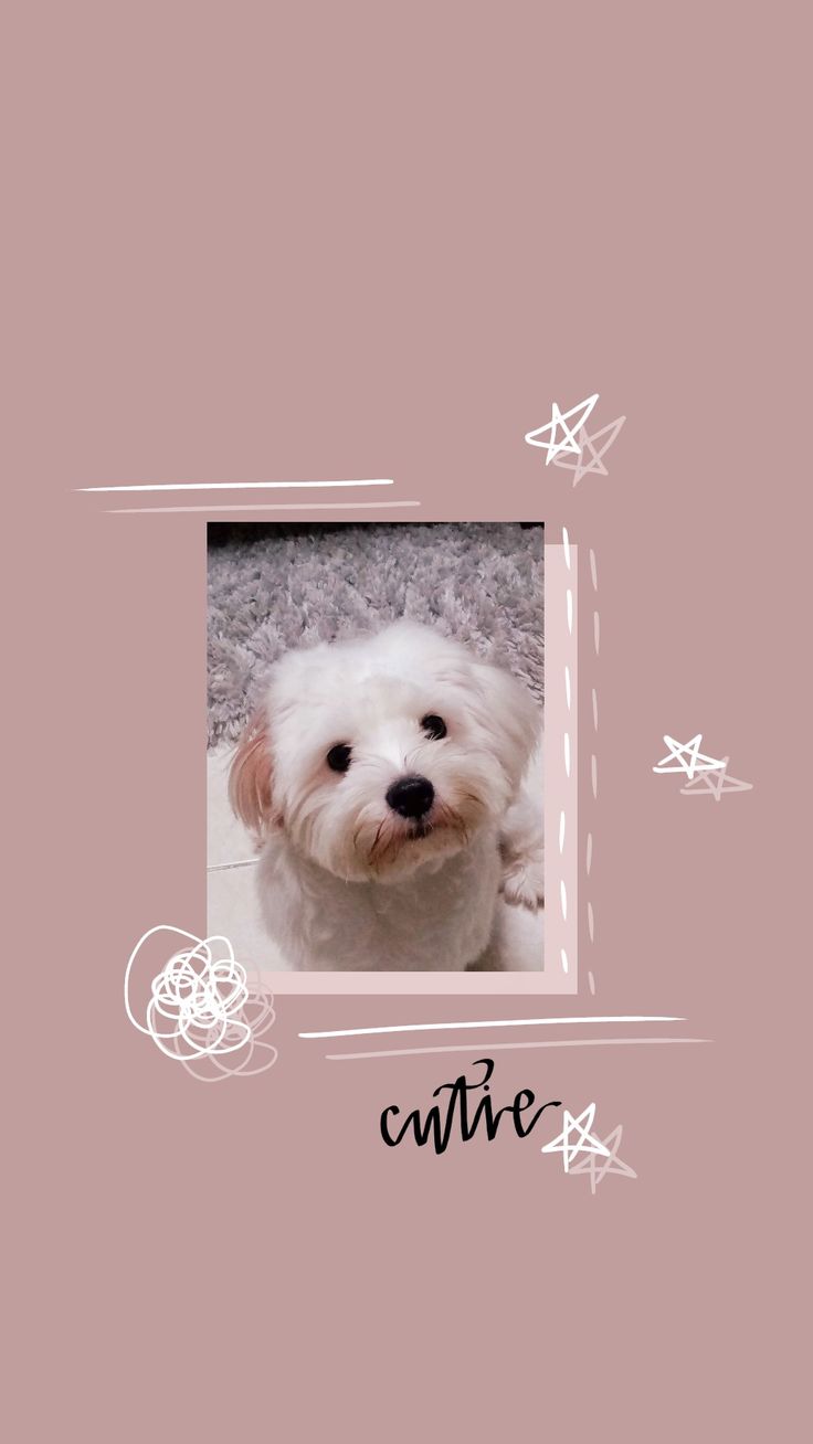 Cute Dog Aesthetic Wallpapers Wallpaper Cave