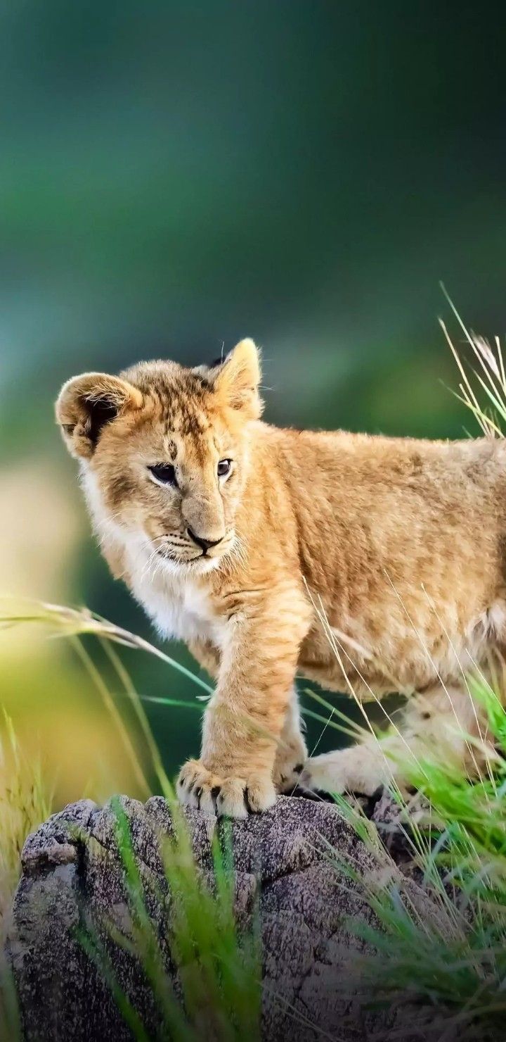 Cute Lion Cub Wallpapers Wallpaper Cave