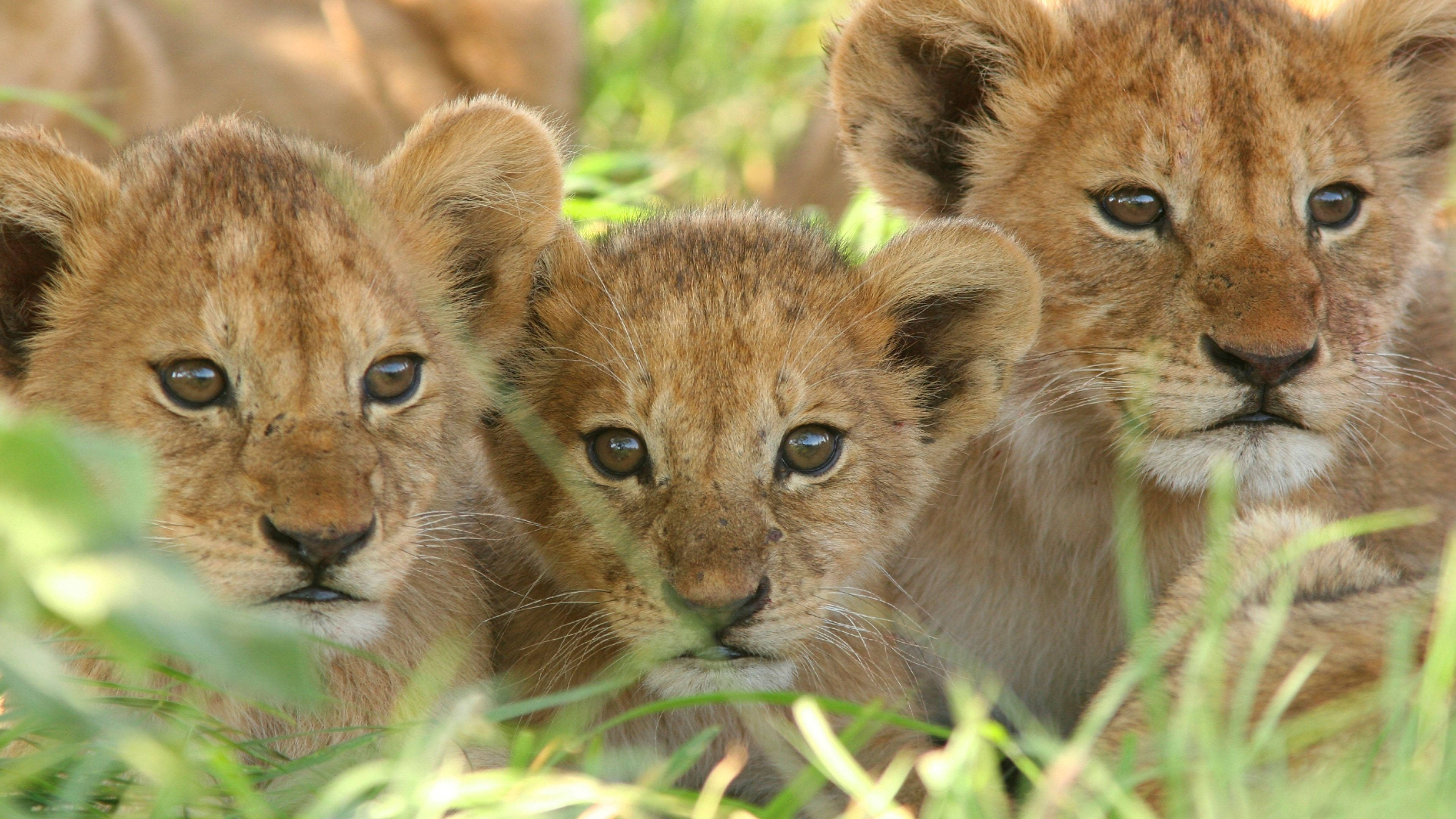 Cute Lion Cub Wallpapers Wallpaper Cave