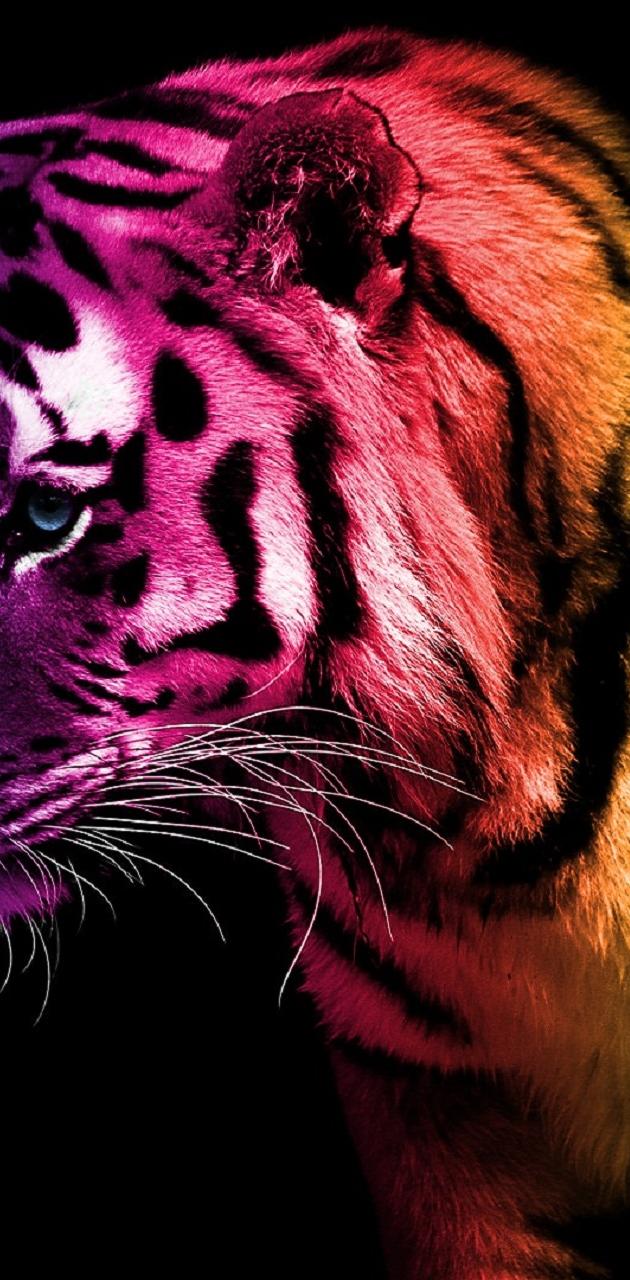 Rainbow Tigers Wallpapers Wallpaper Cave