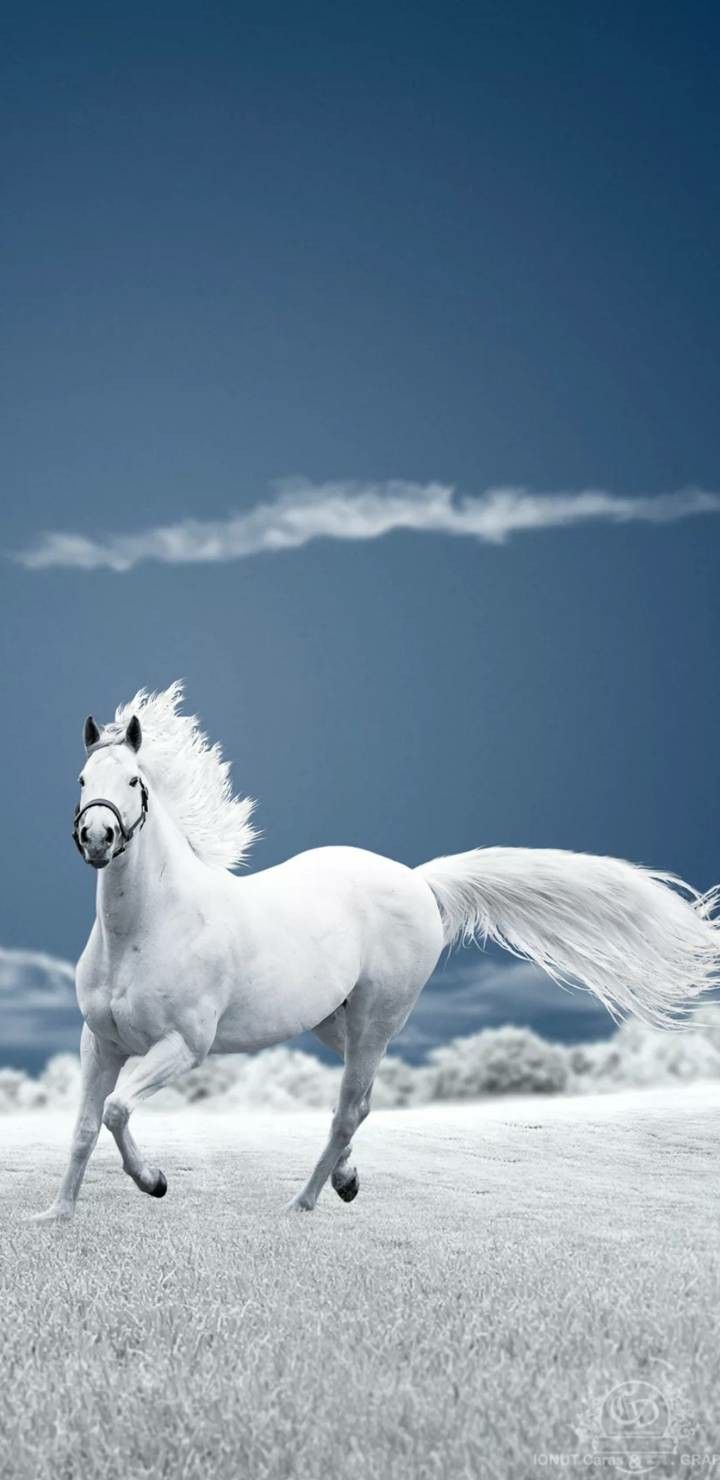 Horse iPhone HD Wallpapers Wallpaper Cave