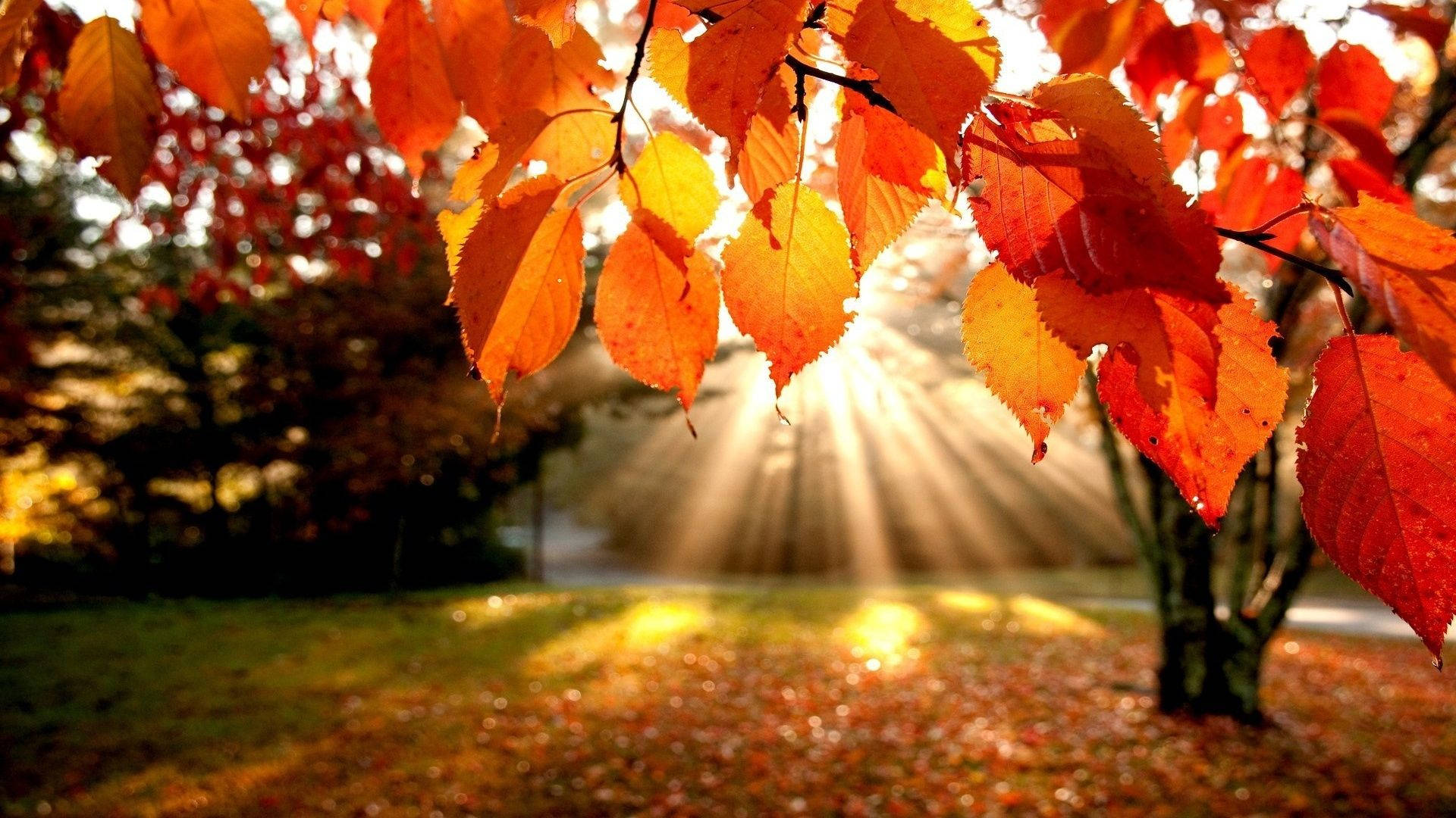 Autumn Orange Leaves Wallpapers Wallpaper Cave