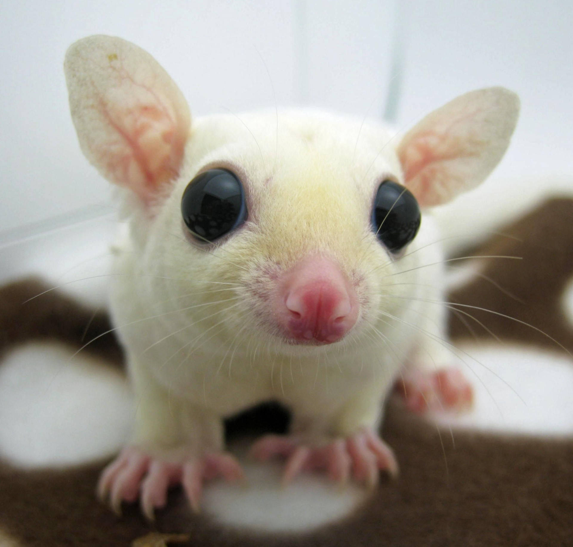 White Sugar Gliders Wallpapers Wallpaper Cave