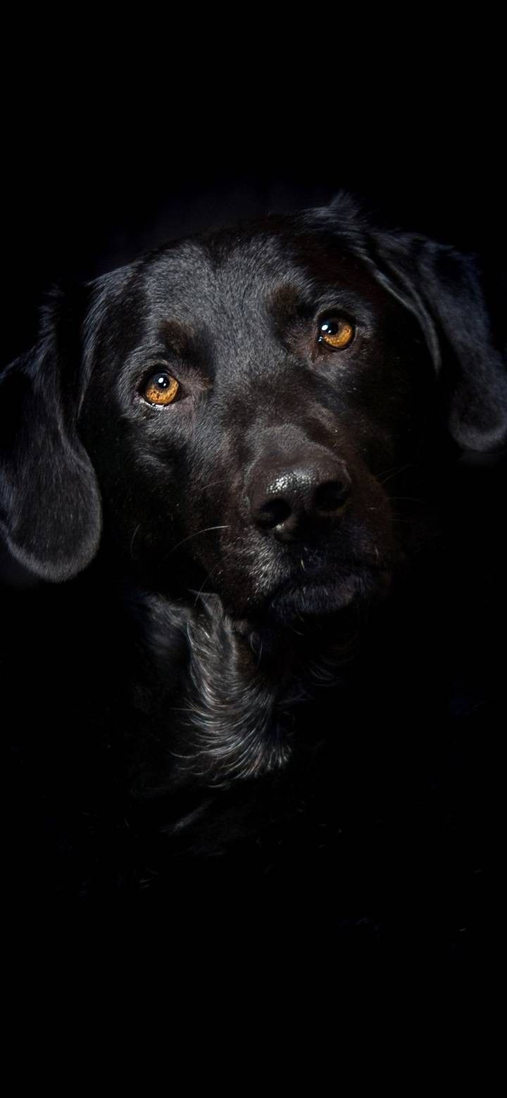 Dog Black Amoled Wallpapers Wallpaper Cave