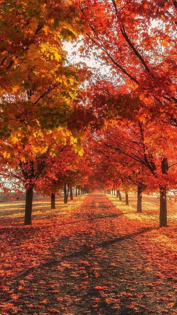 iPhone 4k Autumn Mobile Full Wallpapers Wallpaper Cave